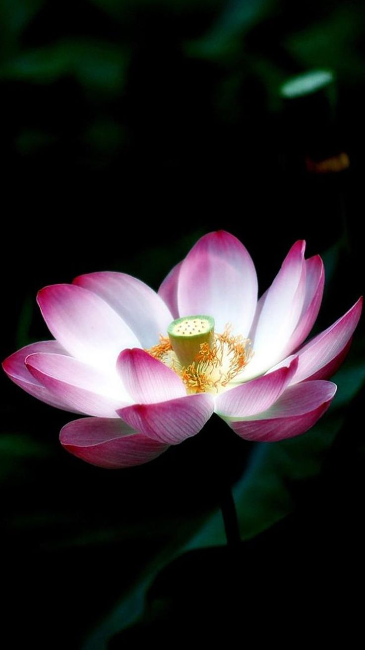 Macro Lotus Flower #iPhone #plus #wallpaper. Flower iphone wallpaper, Flower background iphone, Lovely flowers wallpaper