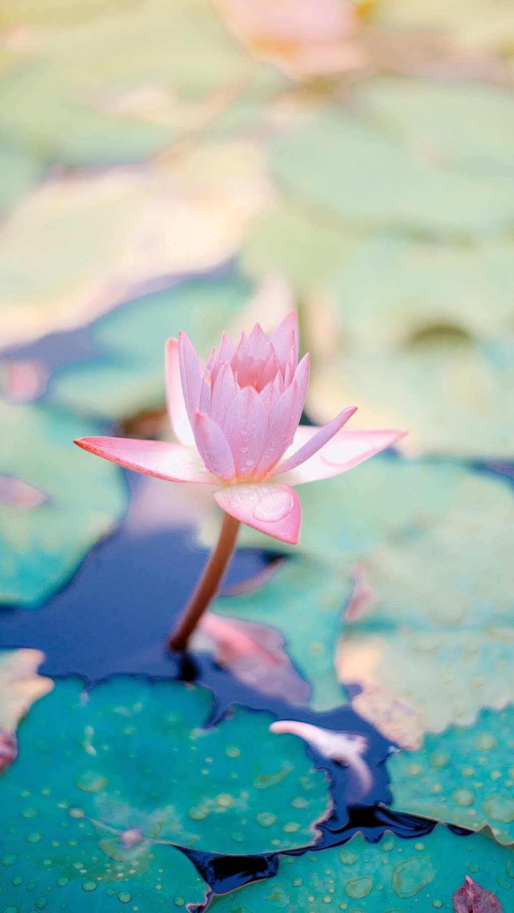 Lotus Phone Wallpapers Wallpaper Cave