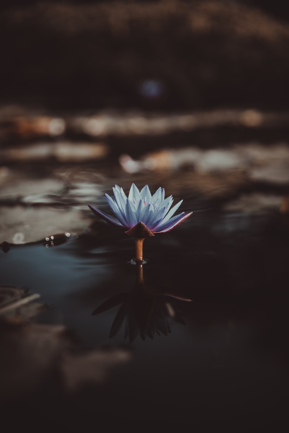 Blue Lotus Picture. Download Free Image