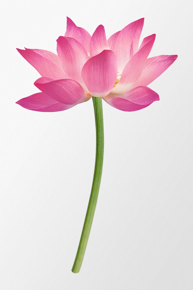 Lotus Image. Free HD Background, PNGs, Vector Graphics, Illustrations