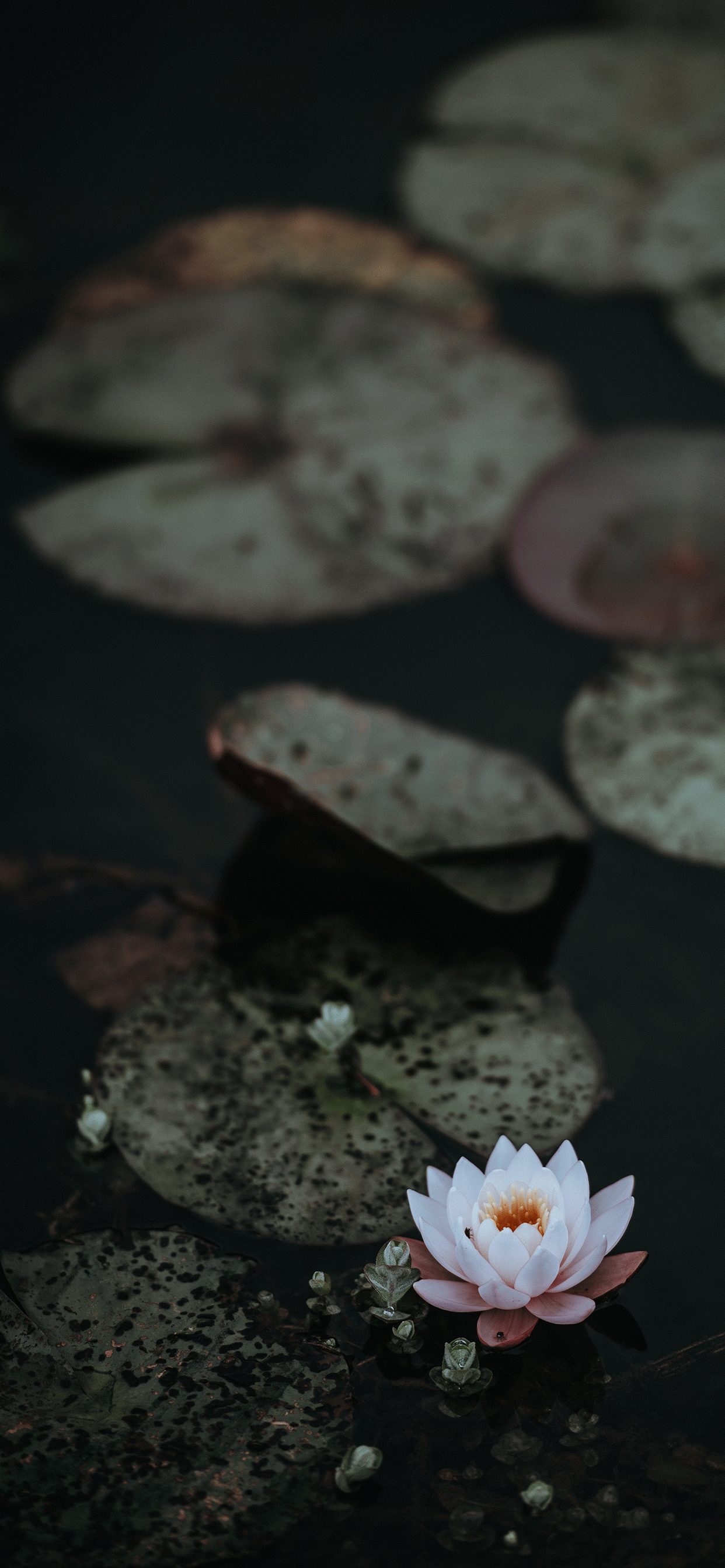 Lotus flower Wallpaper for iPhone 11, Pro Max, X, 8, 7, 6