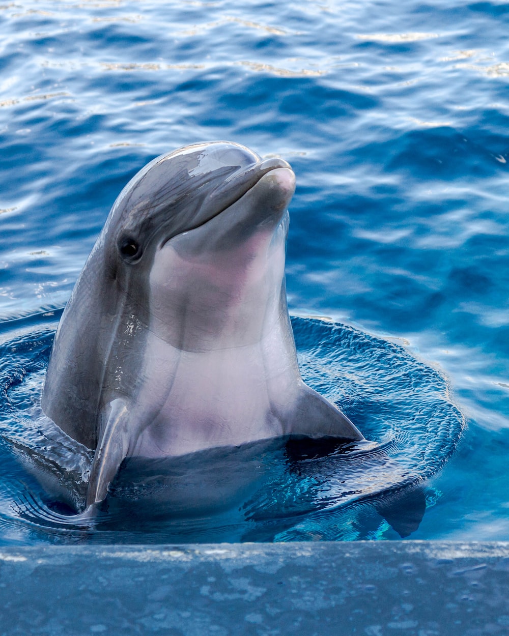 Dolphin Wallpaper: Free HD Download [HQ]