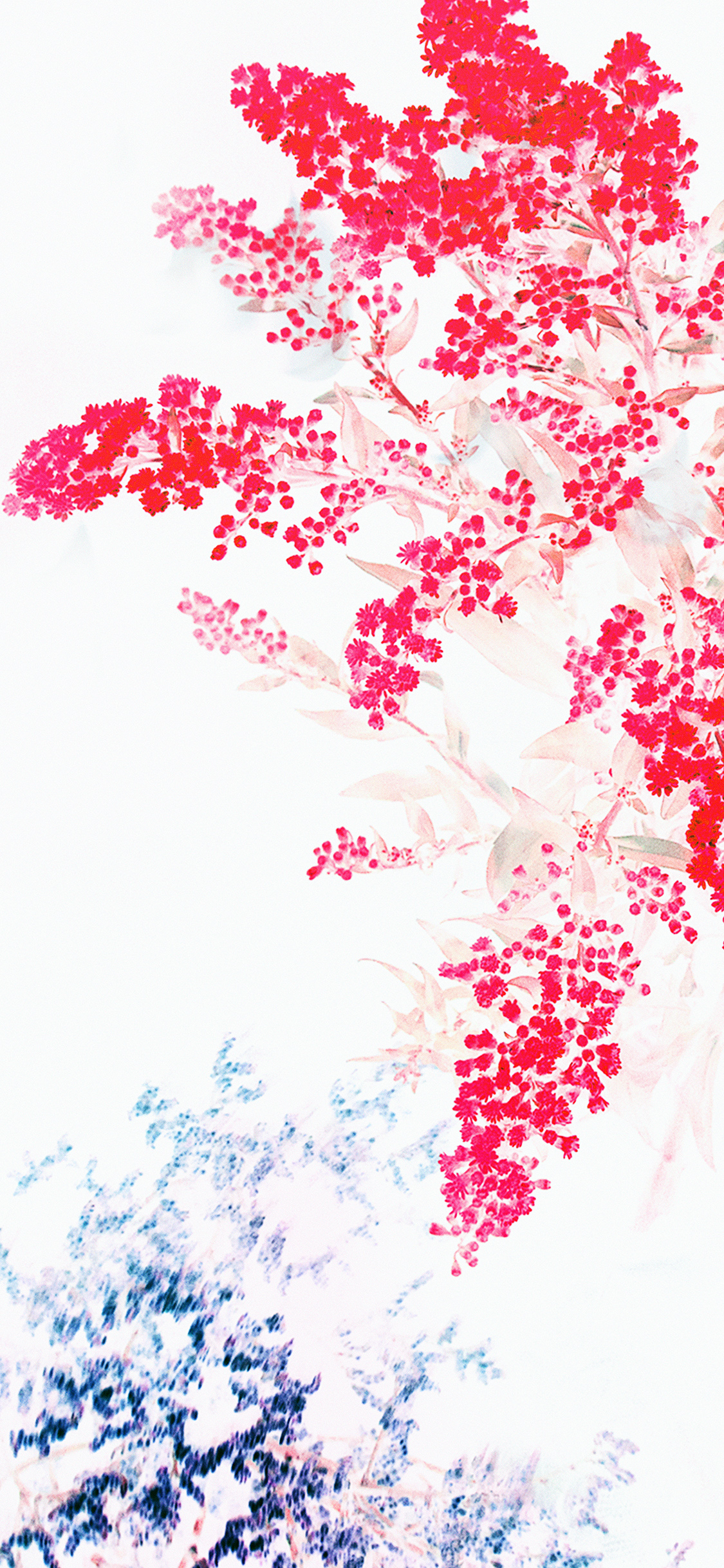 Apple Red White Flower Ios9 Iphone6s Wallpaper