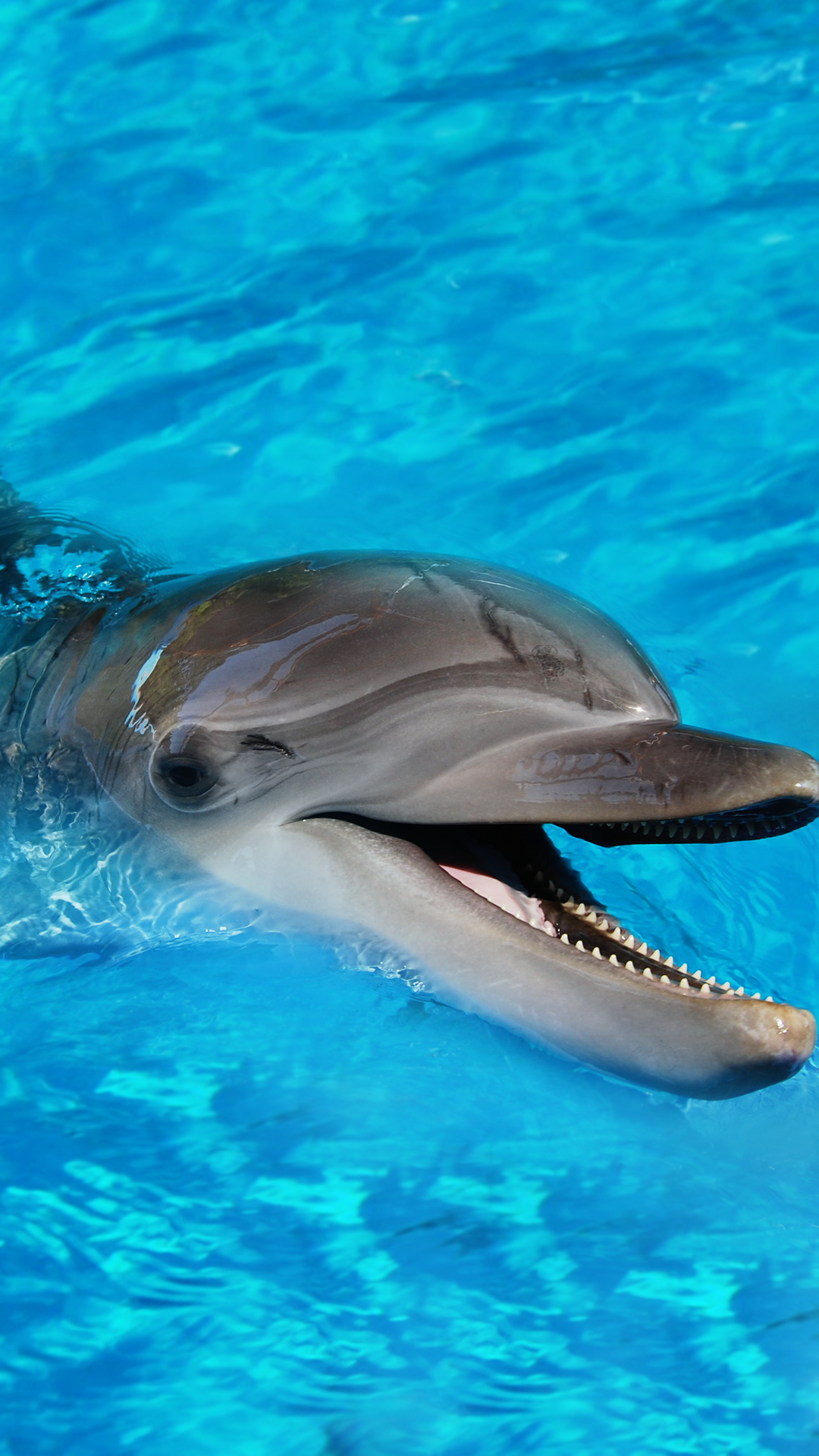 Baby Dolphin Wallpaper for Phone