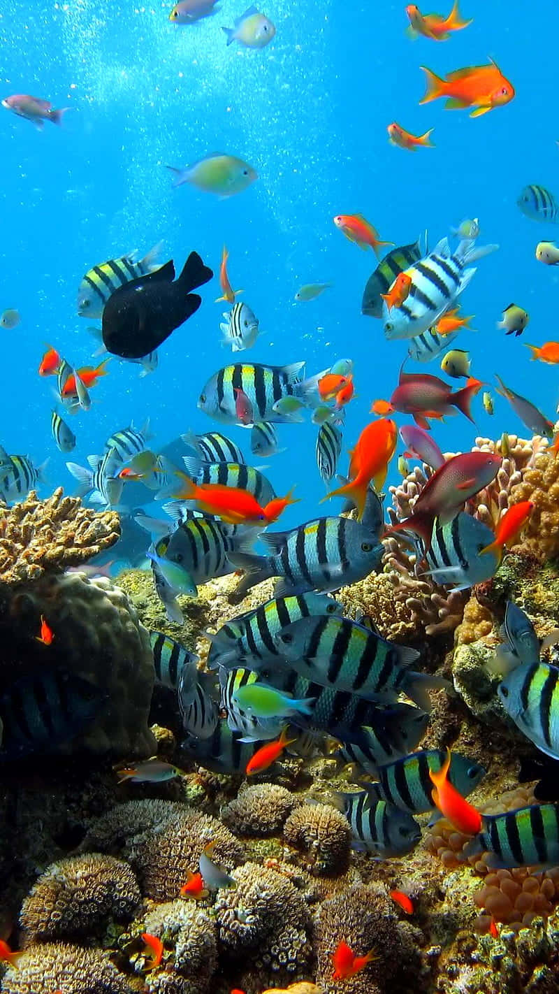 Download An aquatic scene to bring tranquility to your screen. Wallpaper