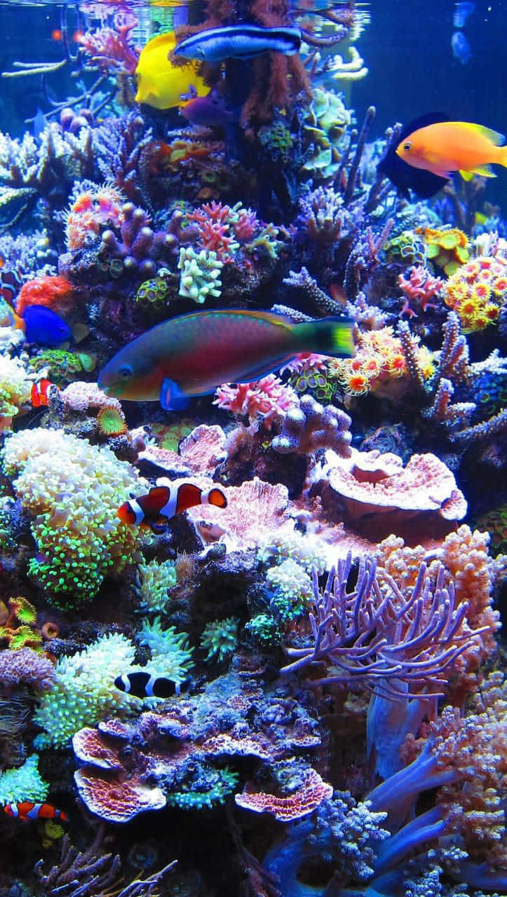 Aquarium iPhone Wallpaper