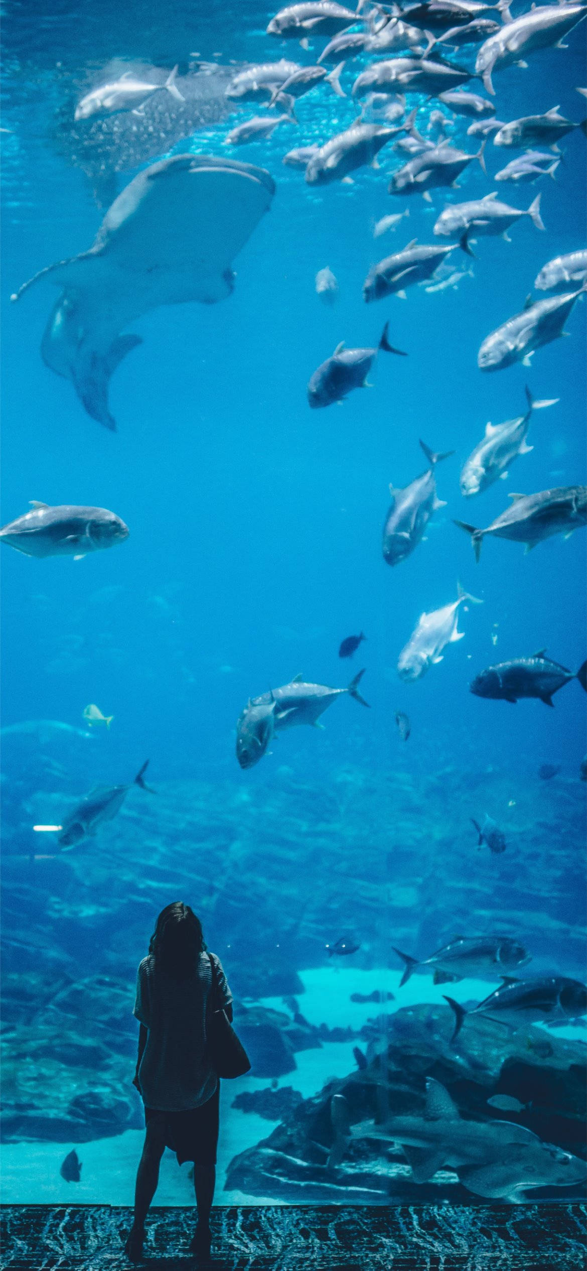 Download Light Blue Phone Aquarium Wallpaper