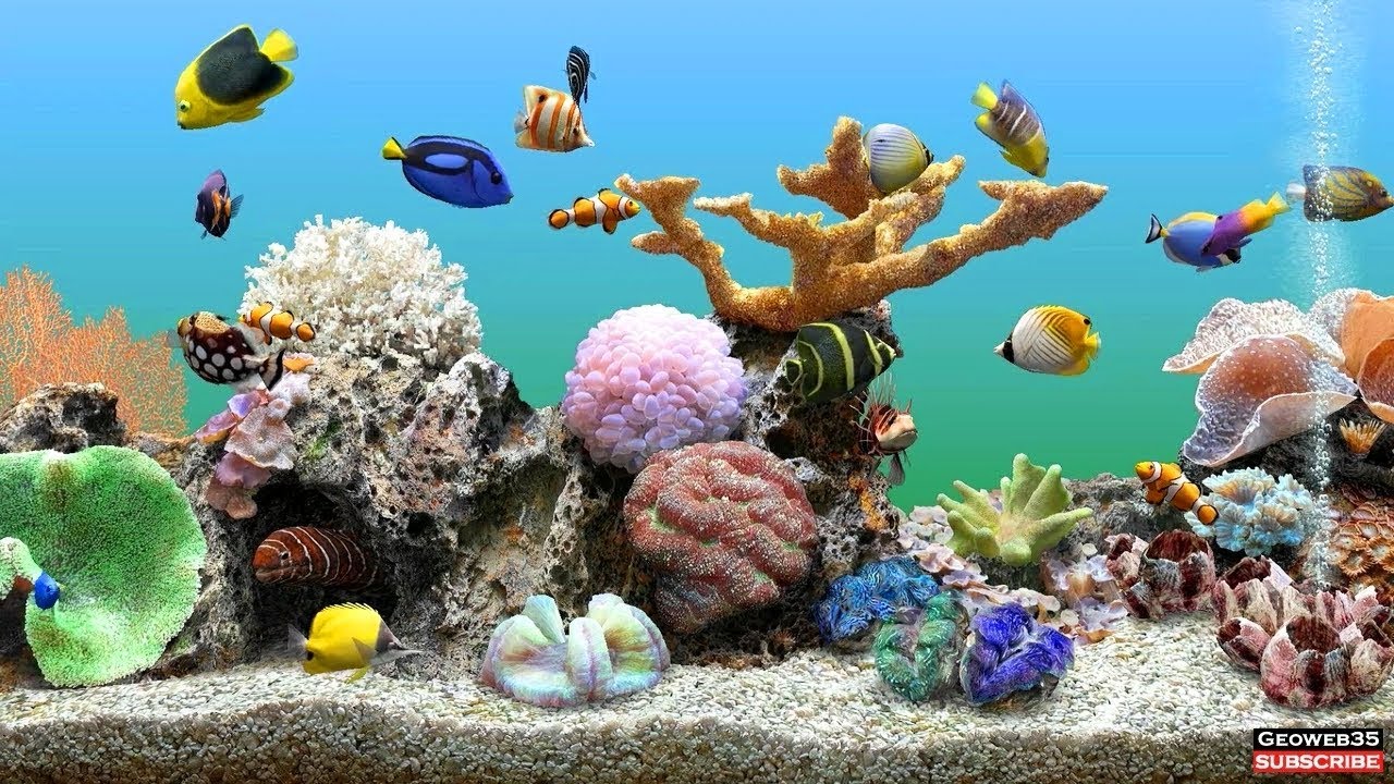 Marine Aquarium Screensaver Best Fish