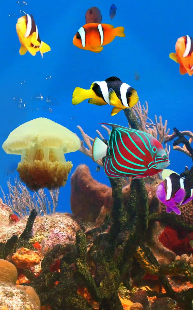 Download Establish a sense of serenity and peace with aquarium phone wallpaper Wallpaper