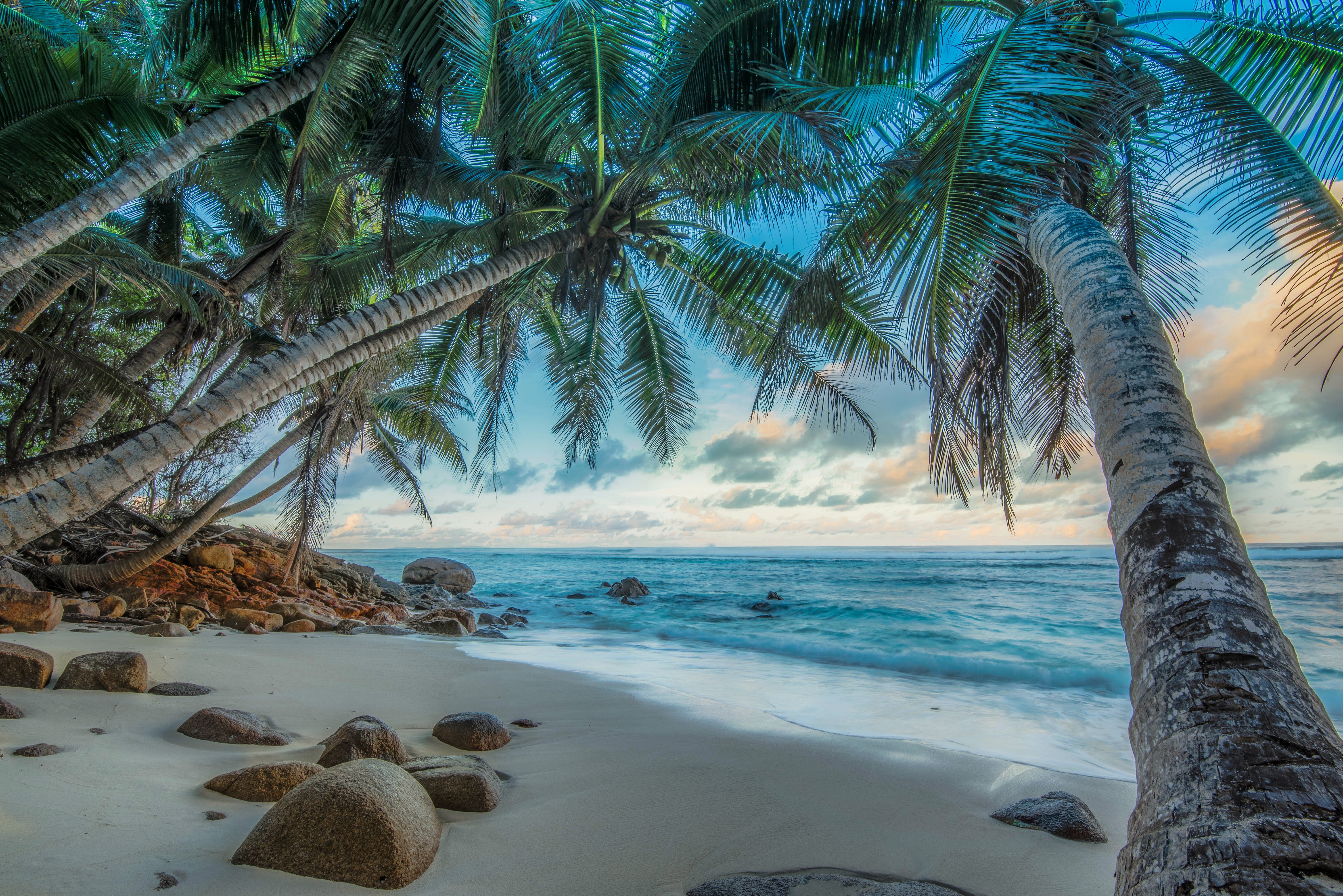 Palm Trees on Tropical Beach