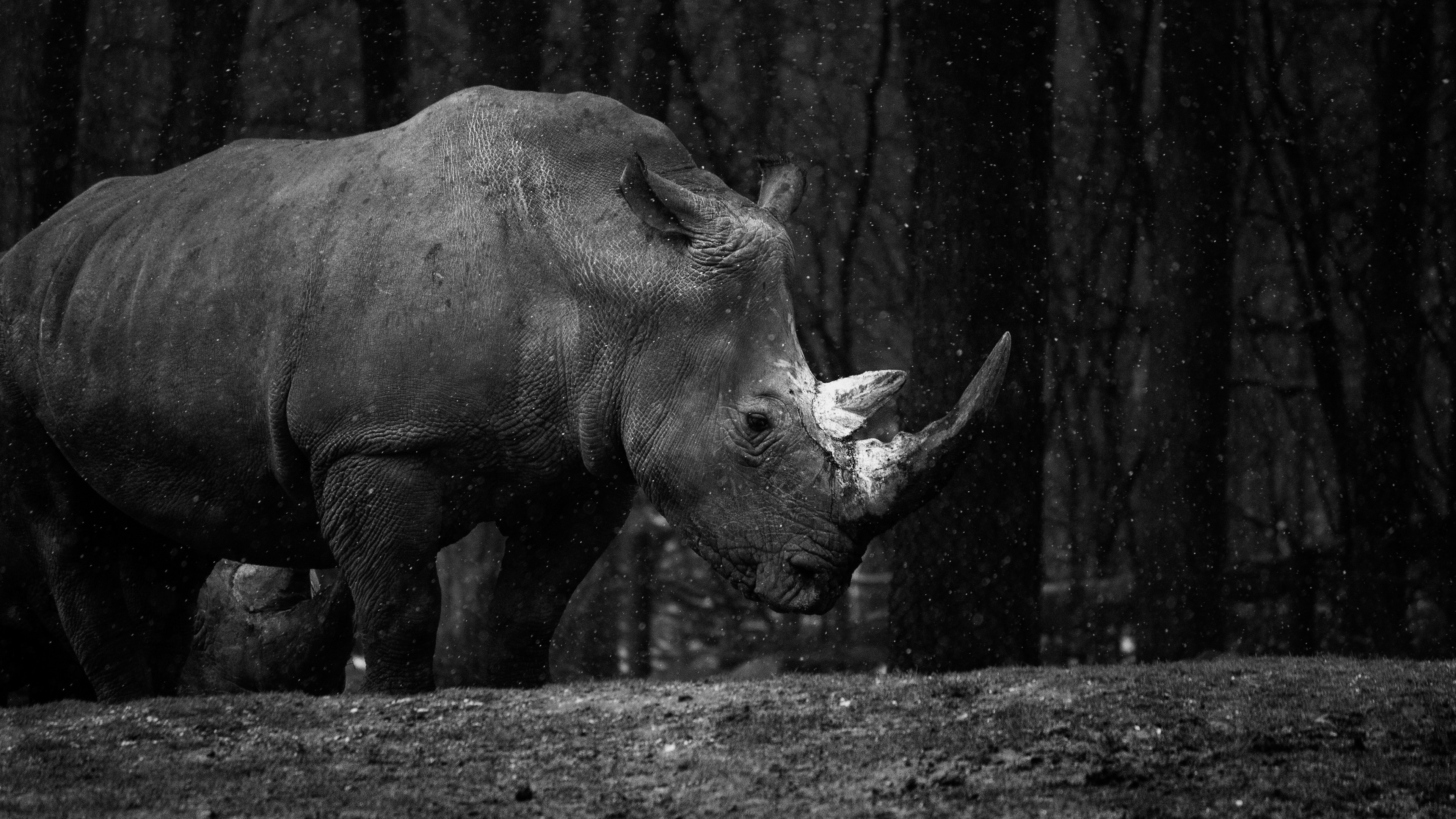 Download wallpaper: Rhino at zoo 3840x2160