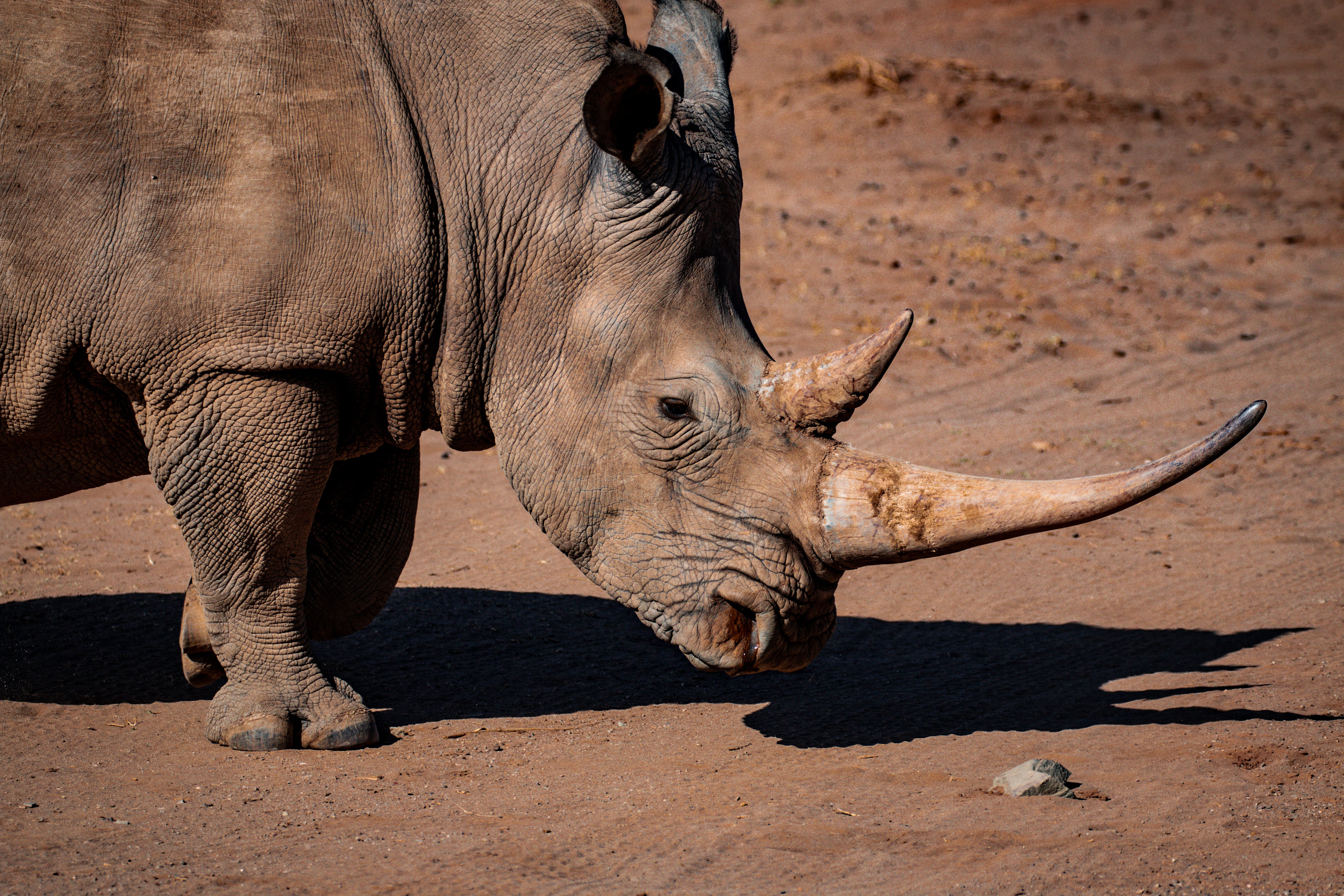 Rhino Photo, Download The BEST Free Rhino & HD Image