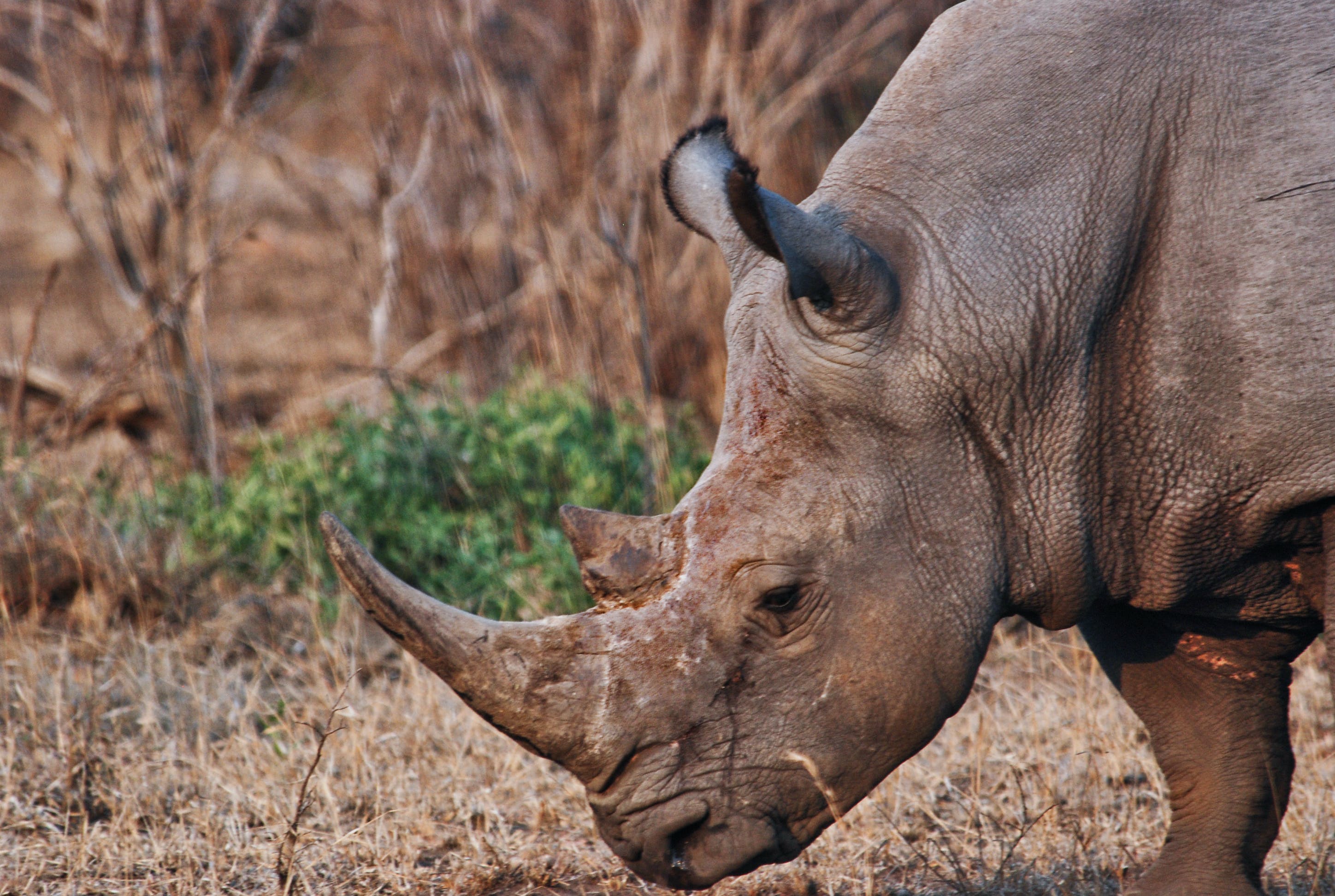 Rhino Photo, Download The BEST Free Rhino & HD Image