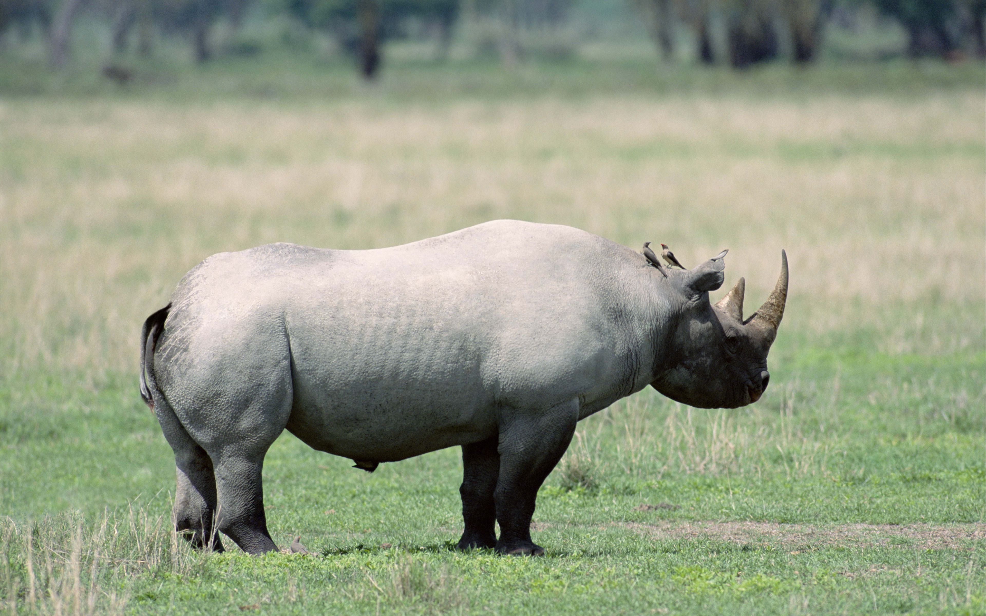 Download wallpaper 3840x2400 rhino, shadow, walk, beautiful 4k ultra HD 16:10 HD background