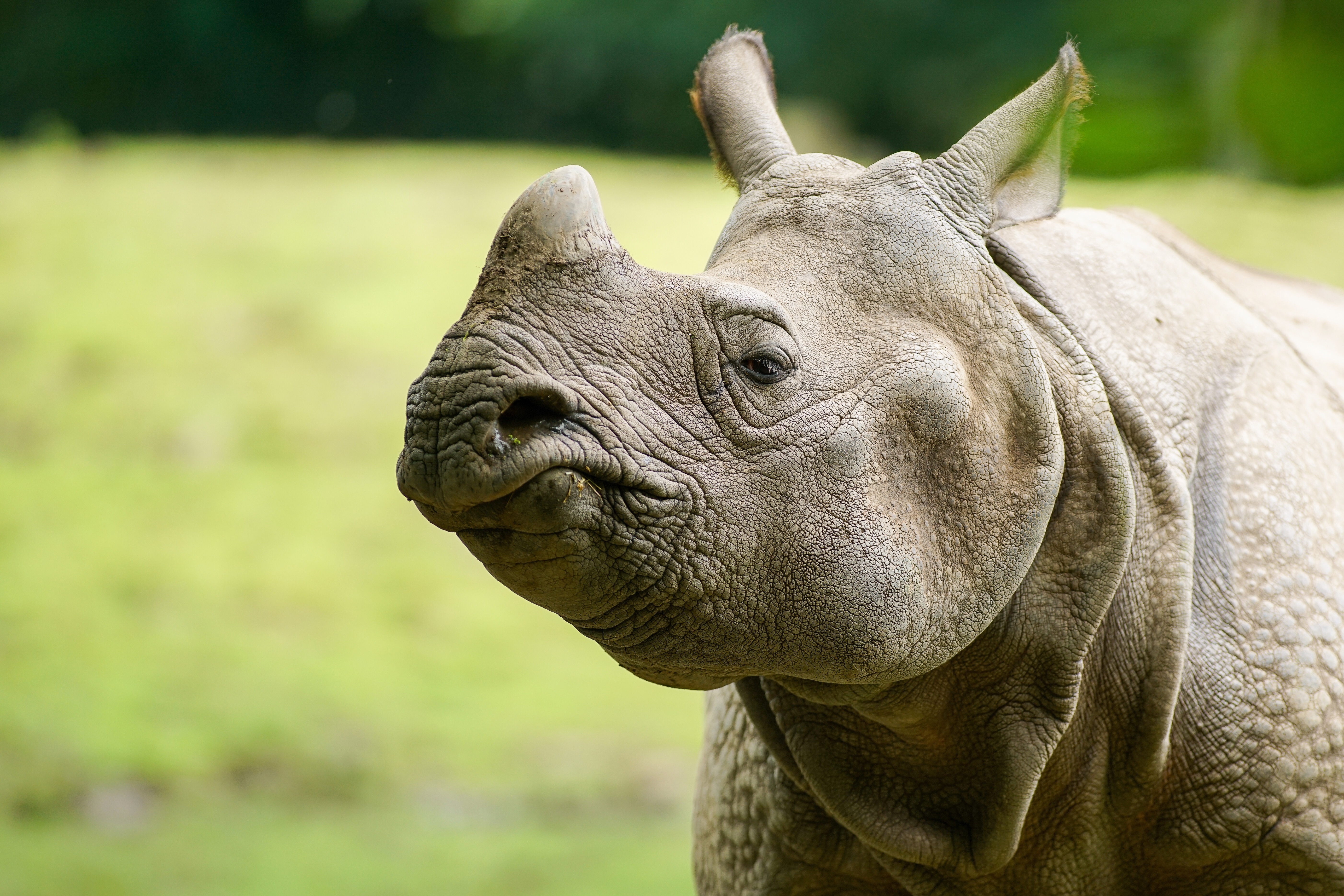 Animal Rhino 4k Ultra HD Wallpaper