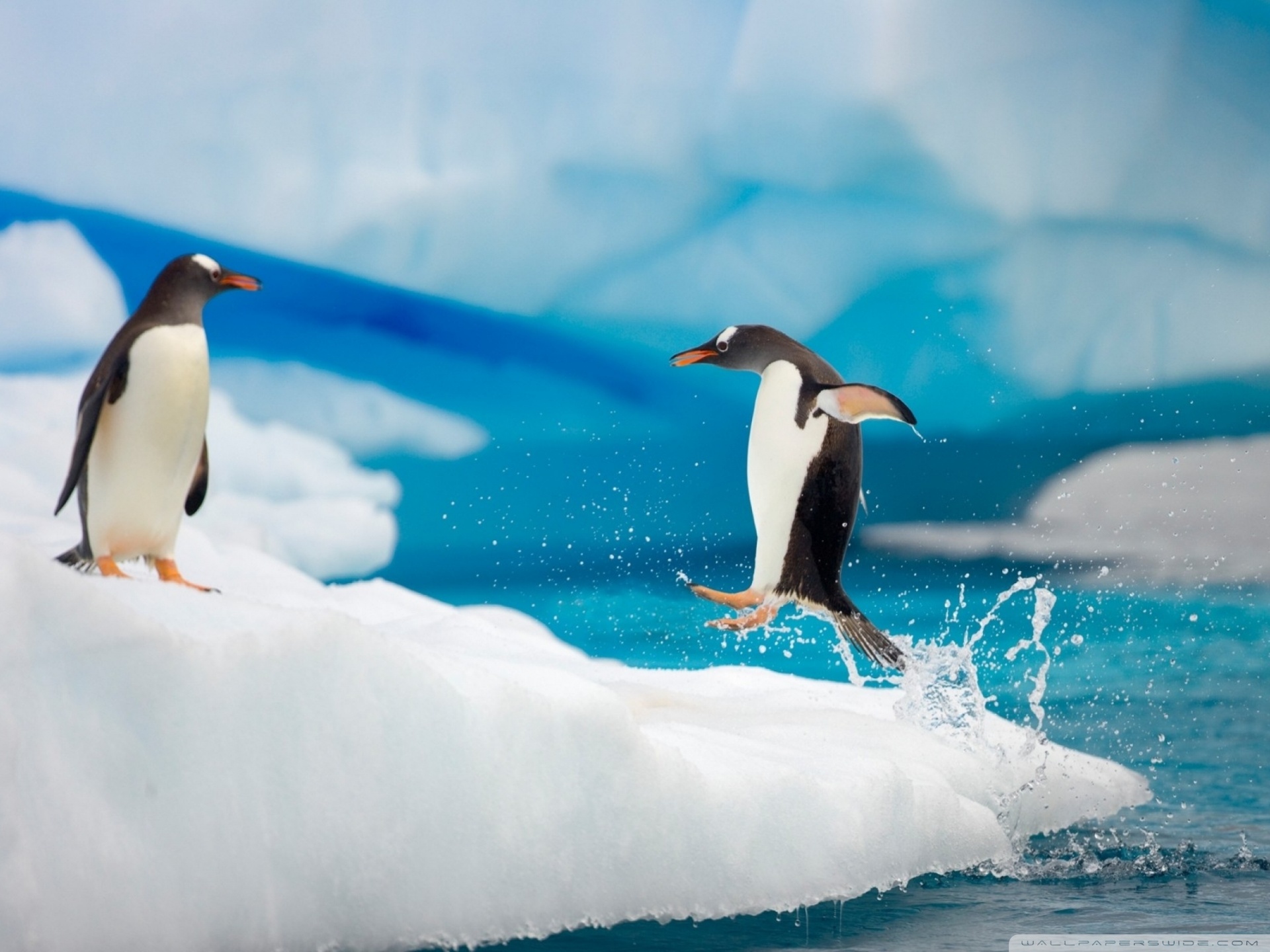 Penguin Jumping Ultra HD Desktop Background Wallpaper for 4K UHD TV, Multi Display, Dual Monitor, Tablet