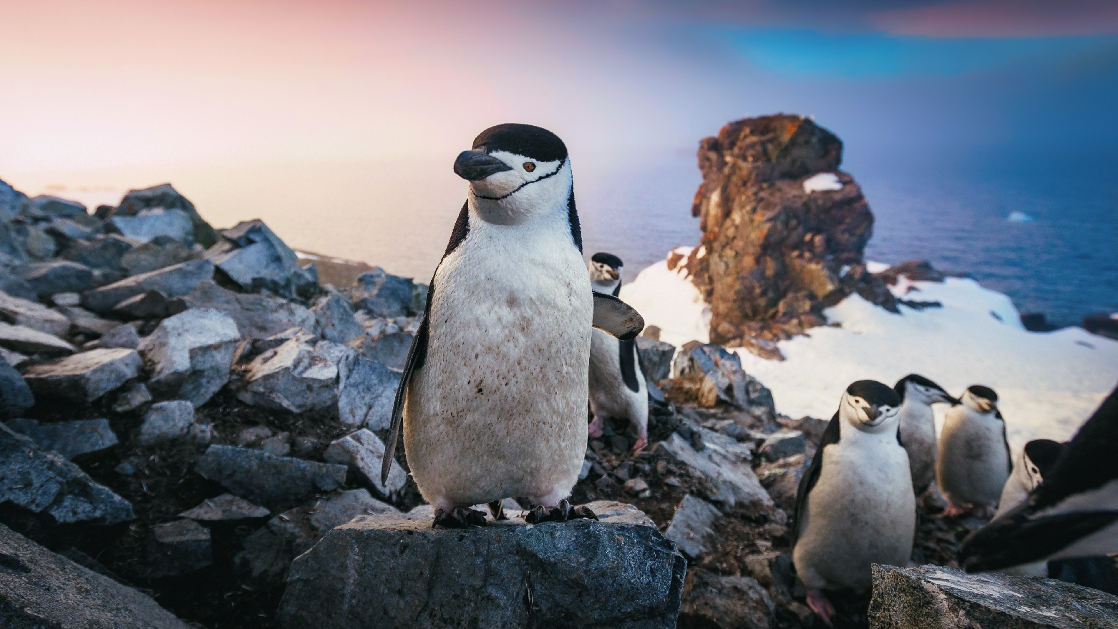 Chinstrap Penguin 4K , HD 4k Wallpaper, Image, Background, Photos and Picture