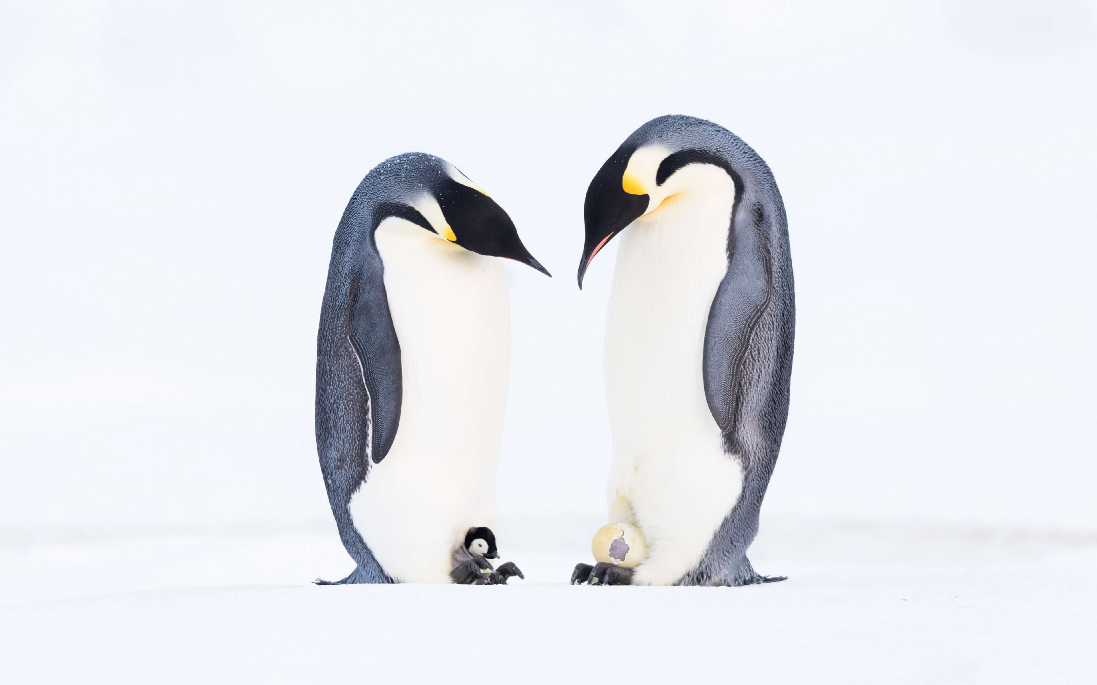 Download wallpaper 3840x2400 penguins' family, animal 4k wallaper, 4k ultra HD 16:10 wallpaper, 3840x2400 HD background, 29877