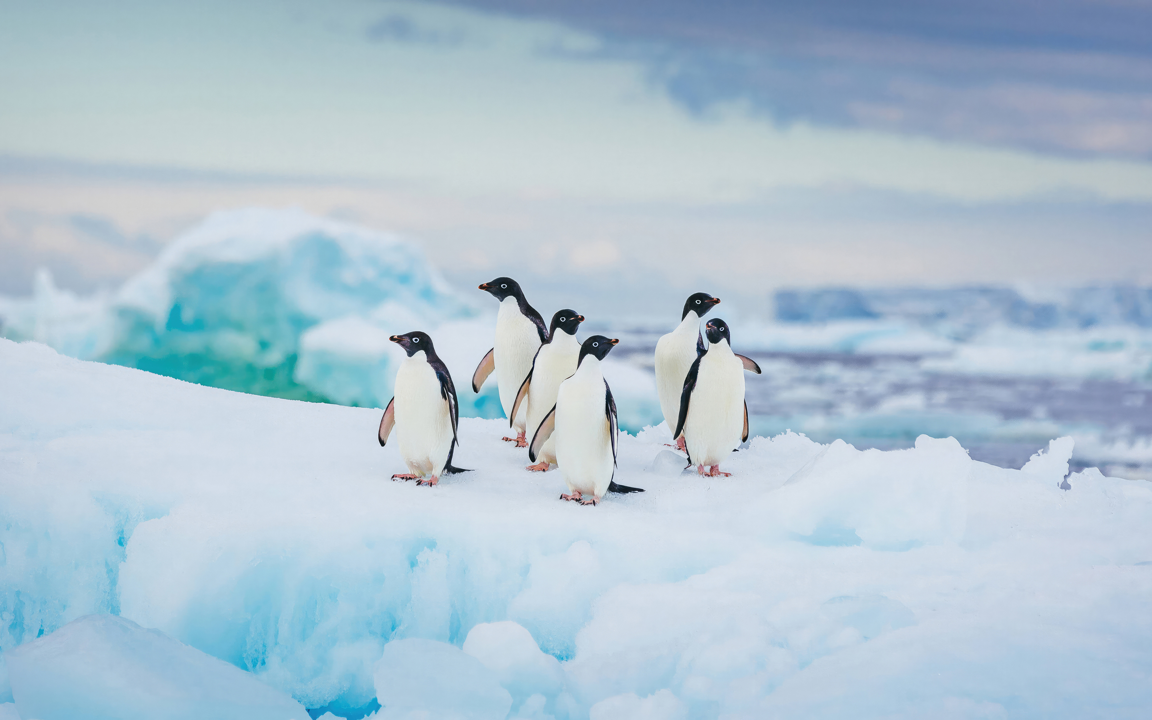 Adelie Penguin Antarctica 4K , HD 4k Wallpaper, Image, Background, Photos and Picture