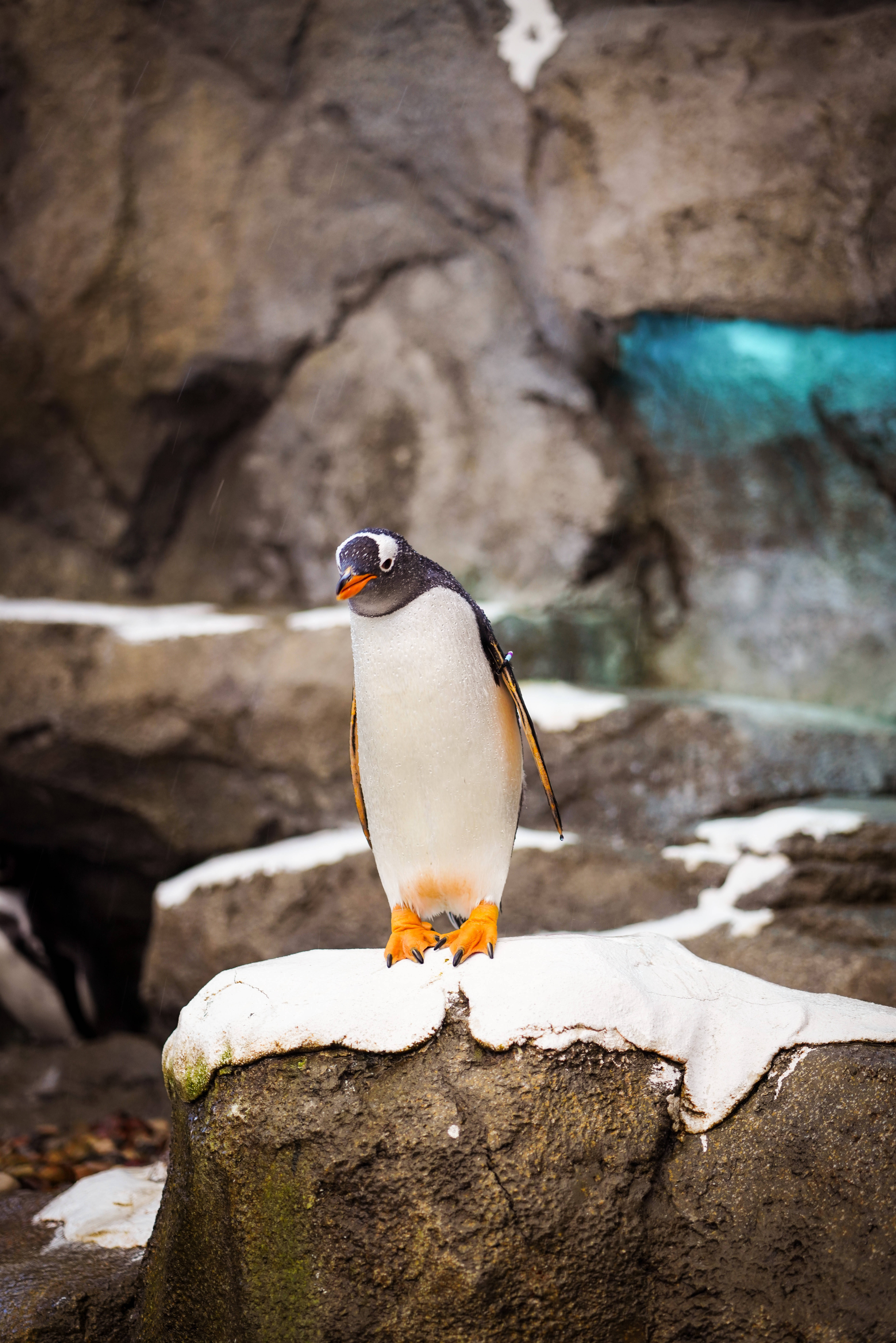 Download Penguin Wallpaper