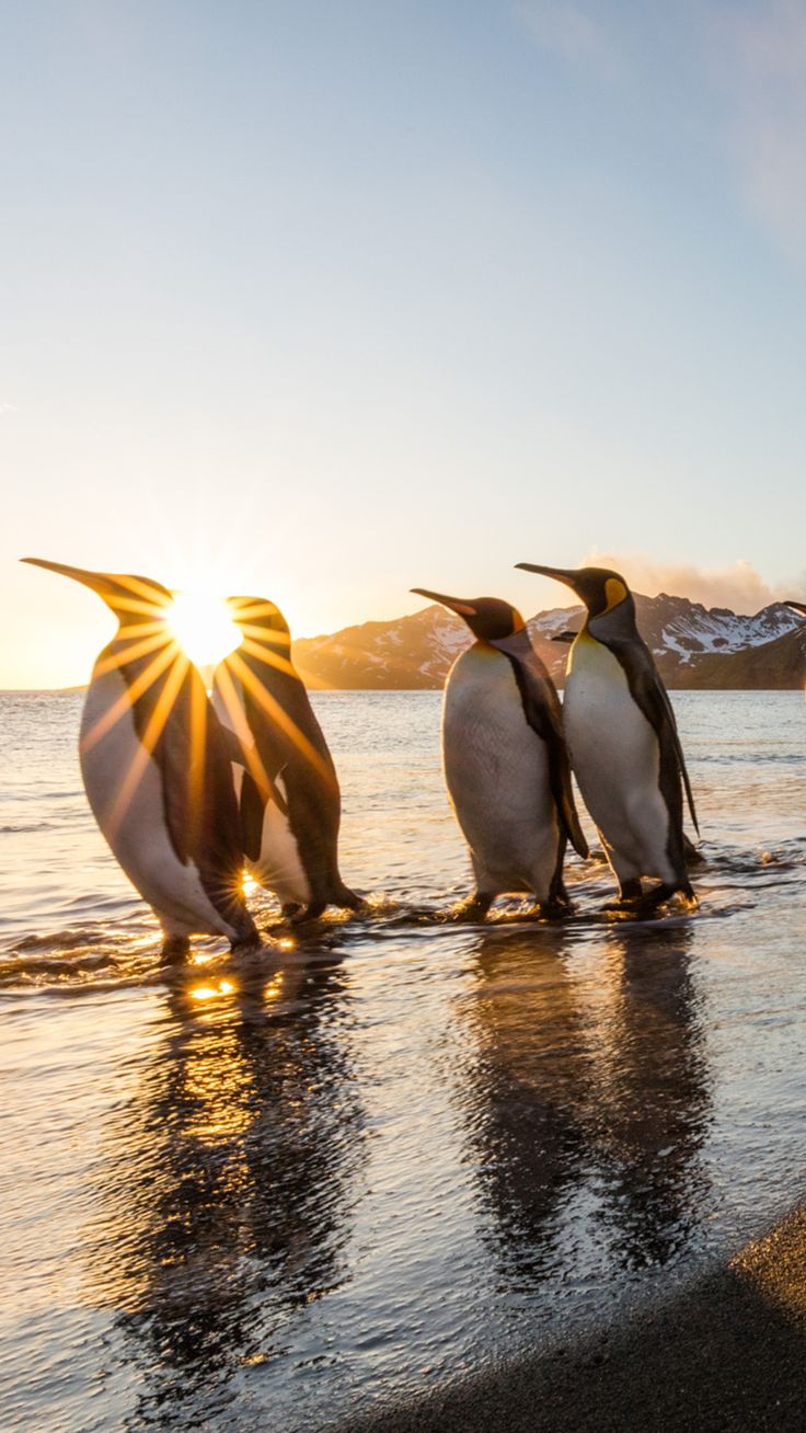 Penguin Sunset Wallpaper Animal Mobile