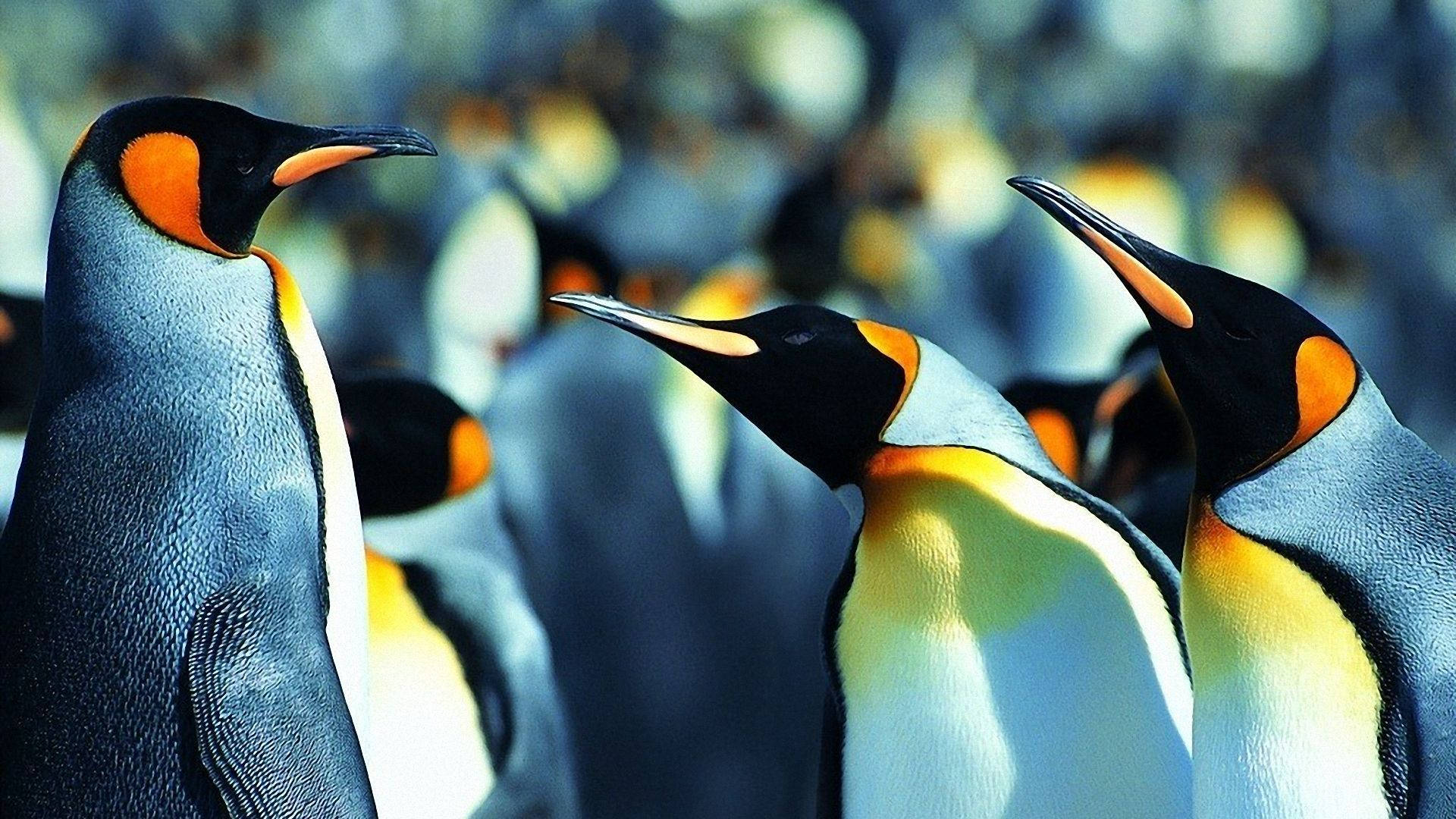 Download Penguin Wallpaper