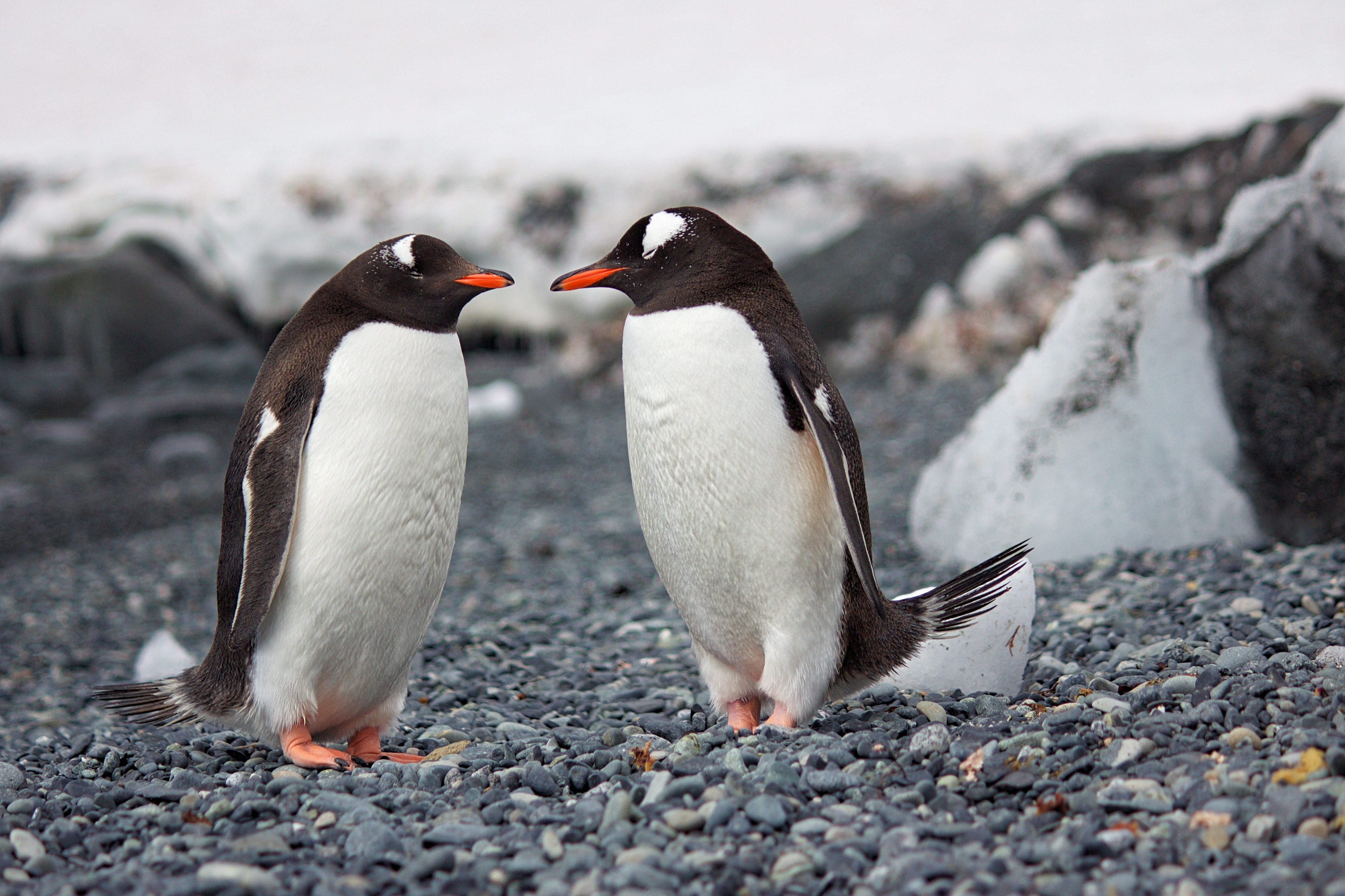 Penguins 4k Wallpaper, HD Animals Wallpaper, 4k Wallpaper, Image, Background, Photos and Picture