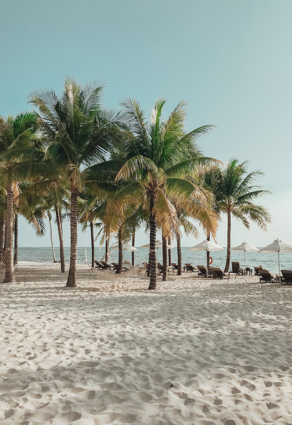 Palm Trees Beach Picture. Download Free Image