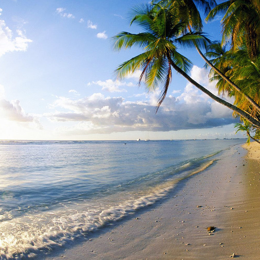 Palm trees on the Pigeon Point beach