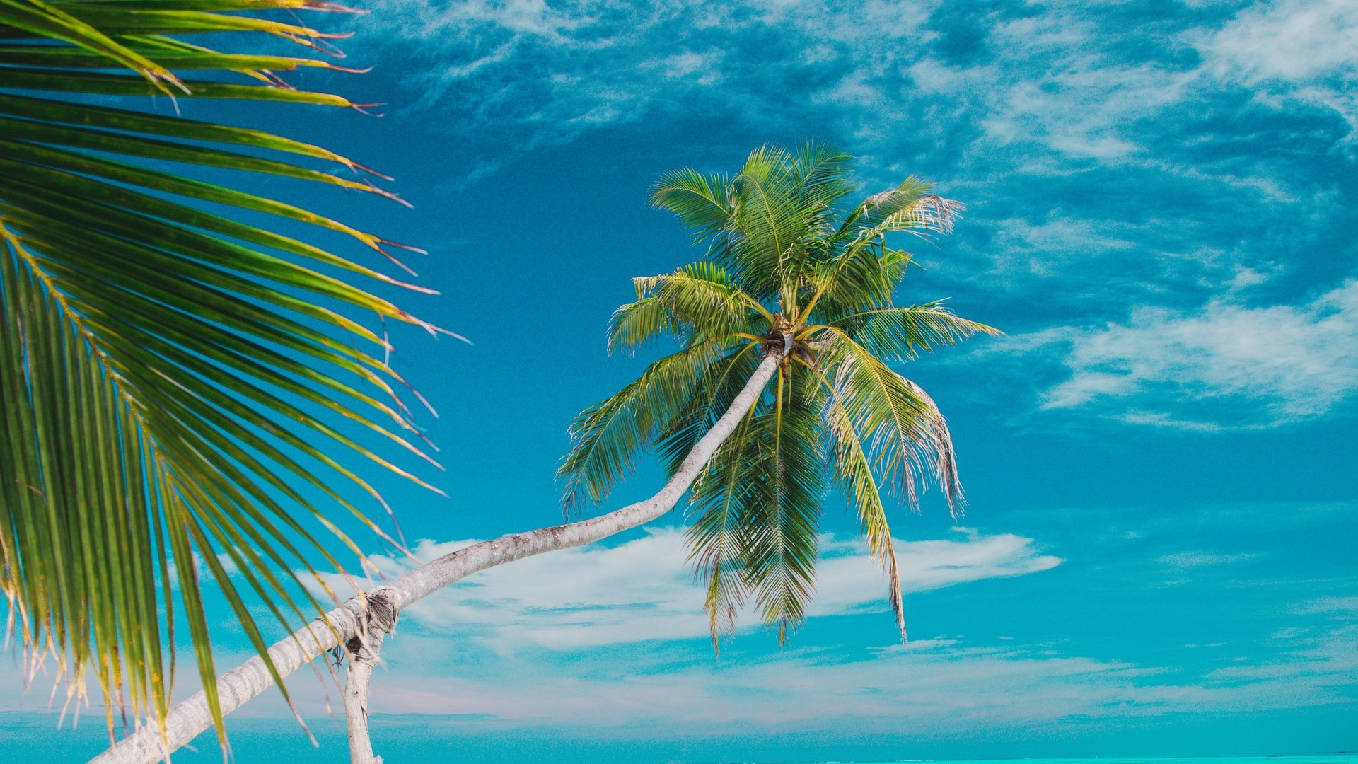 Beach, sea, palm trees, summer, tropics. picture, photo, desktop wallpaper