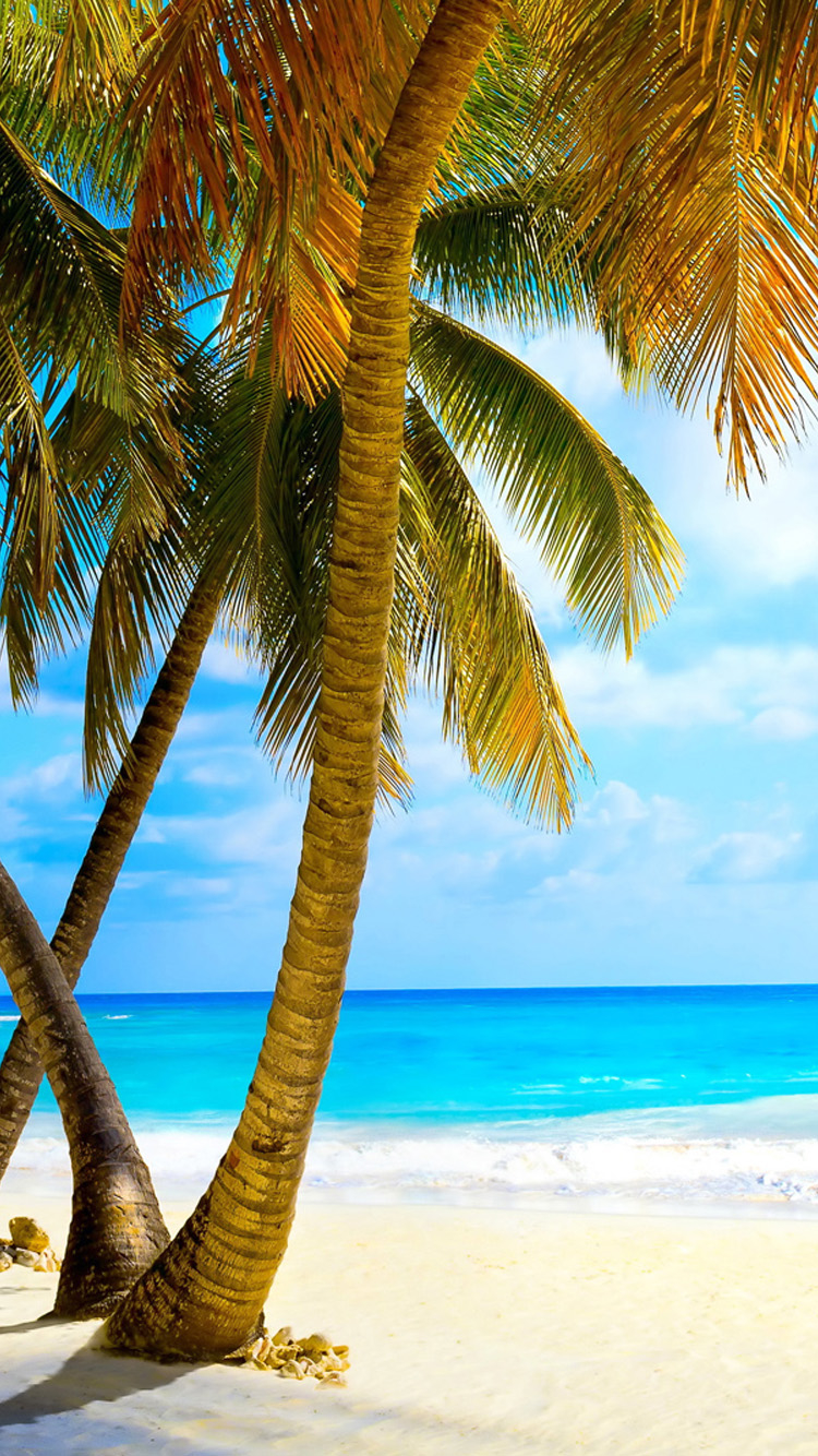 Tropical beach with palm trees Free Download Wallpaper for Phones