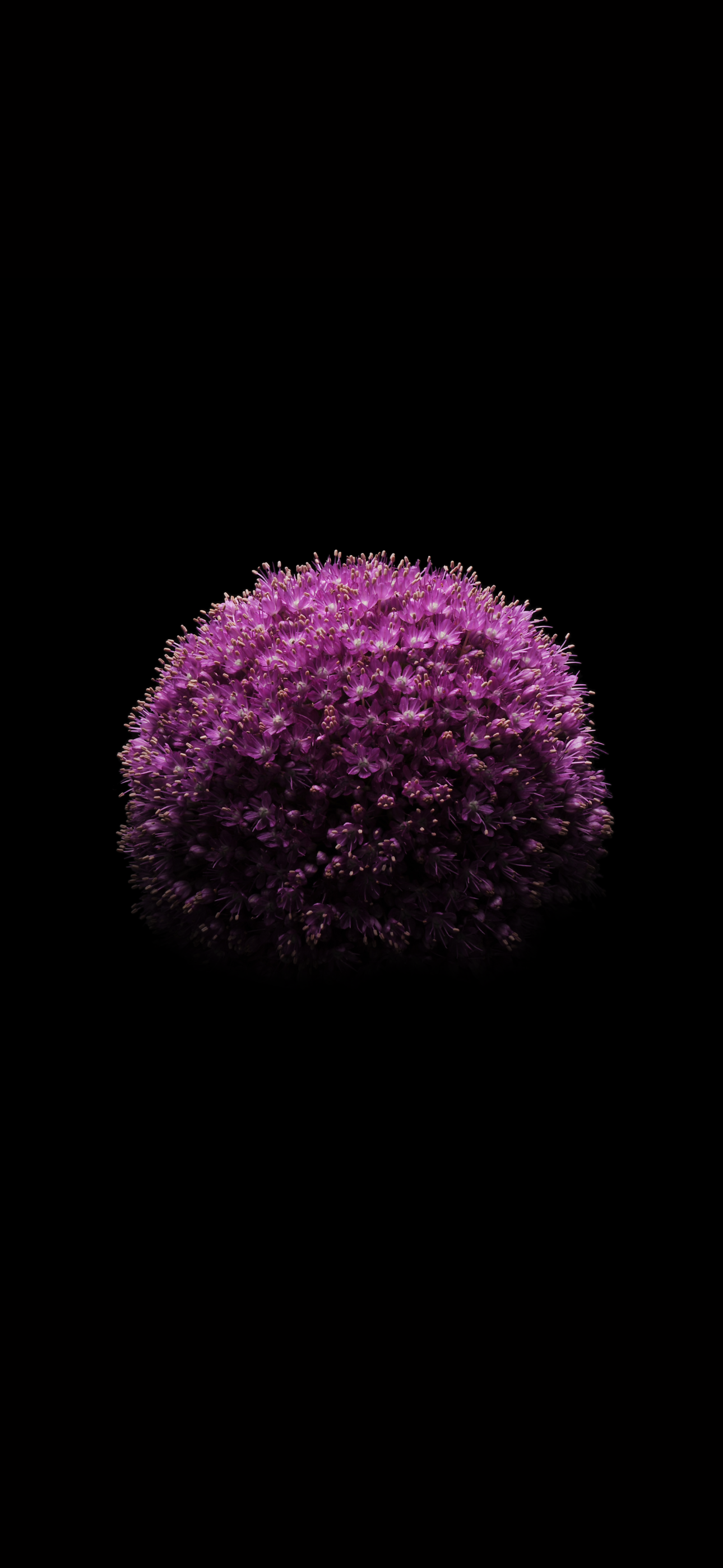 iPhone 15 Pro Wallpaper and Background