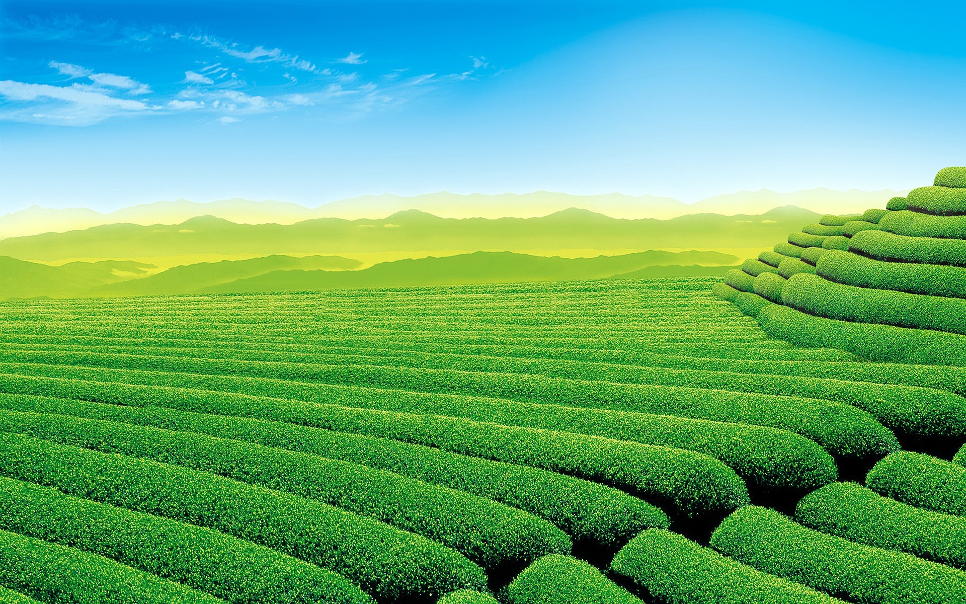 Man Made Tea Plantation HD Wallpaper