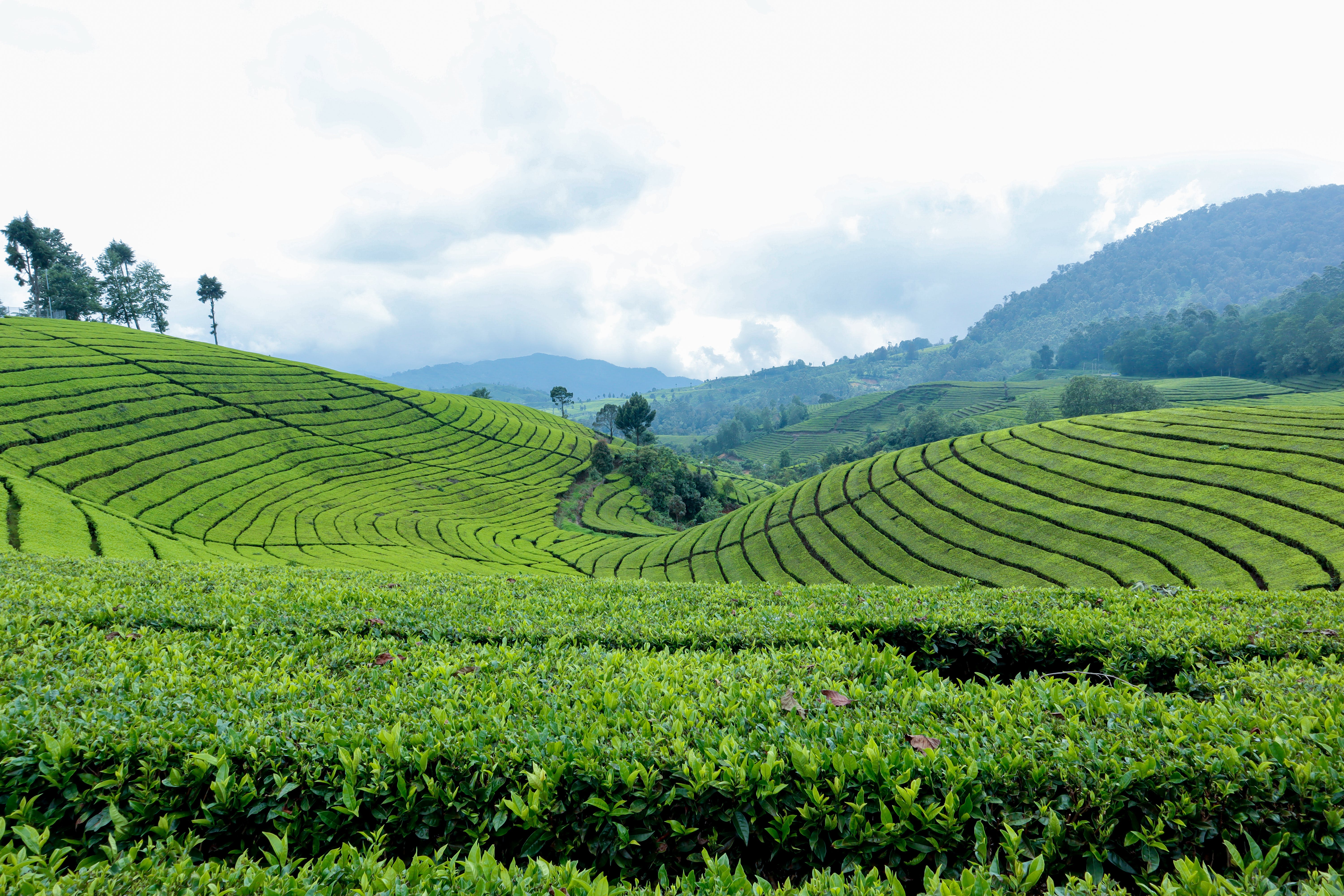 Tea Plantation Photo, Download The BEST Free Tea Plantation & HD Image