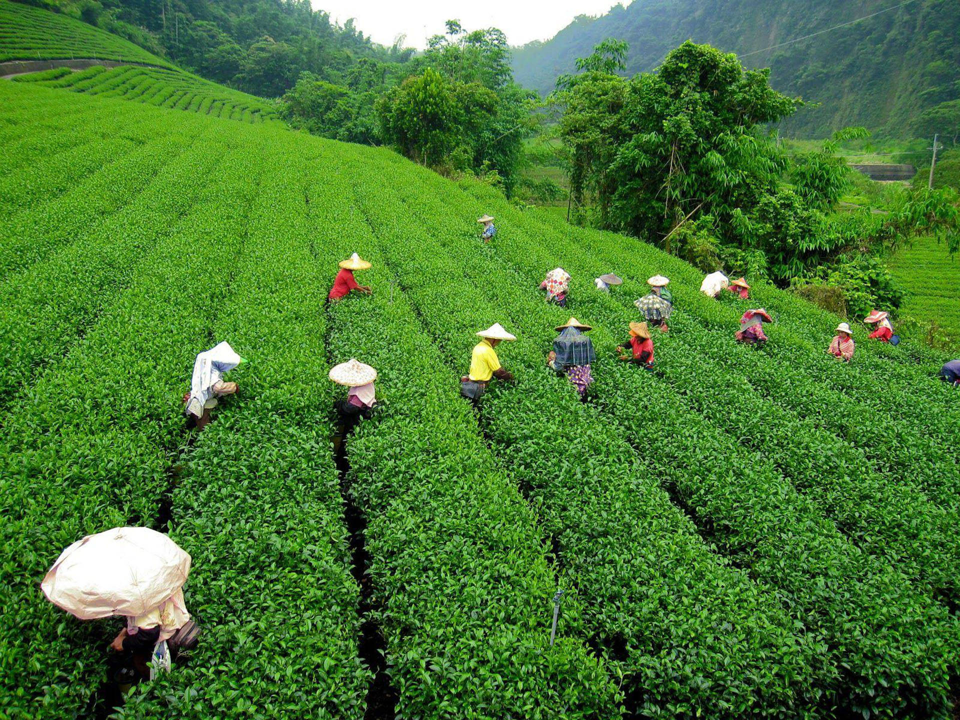 Download Vietnam Tea Garden Wallpaper