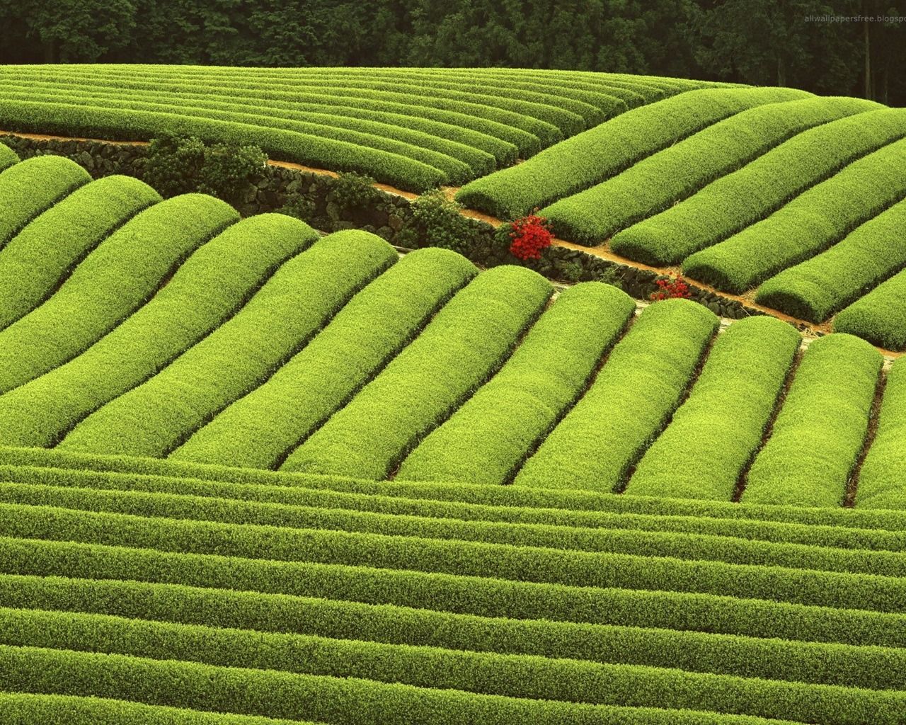 Place to go. Tea wallpaper, Tea, Tea farm