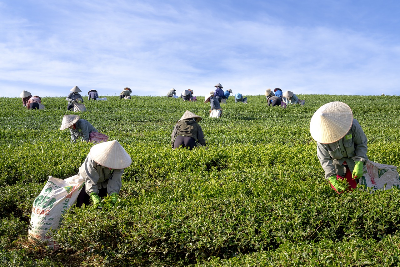 Free Tea Farmer & Tea Image