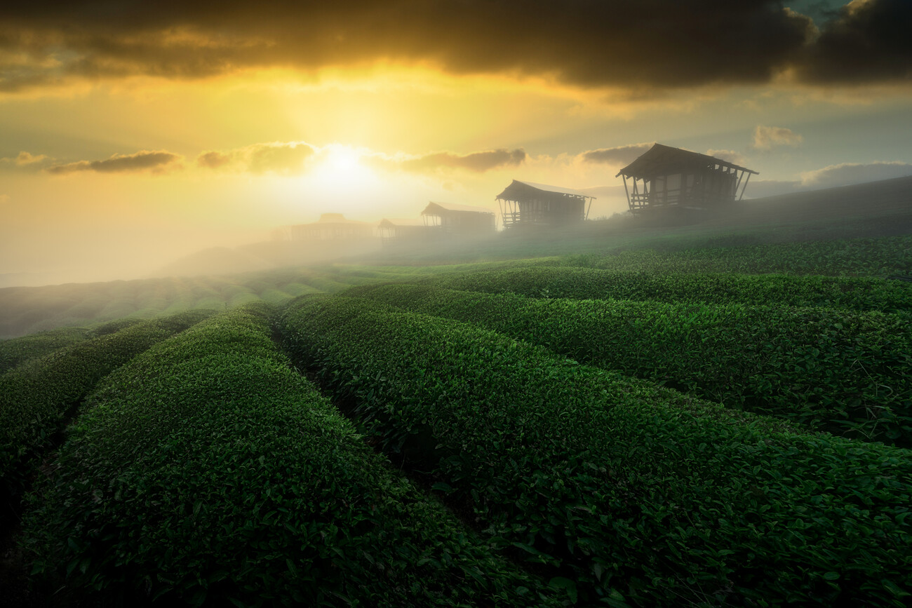 misty sunrise in tea garden Wall Mural. Buy online at Abposters.com