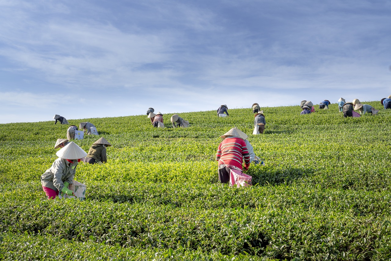 Free Tea Harvest & Tea Image