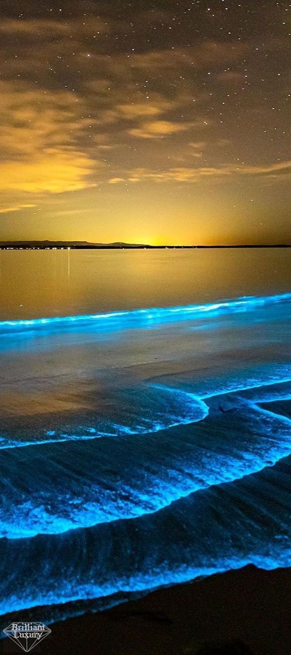 Bioluminescent algae species on