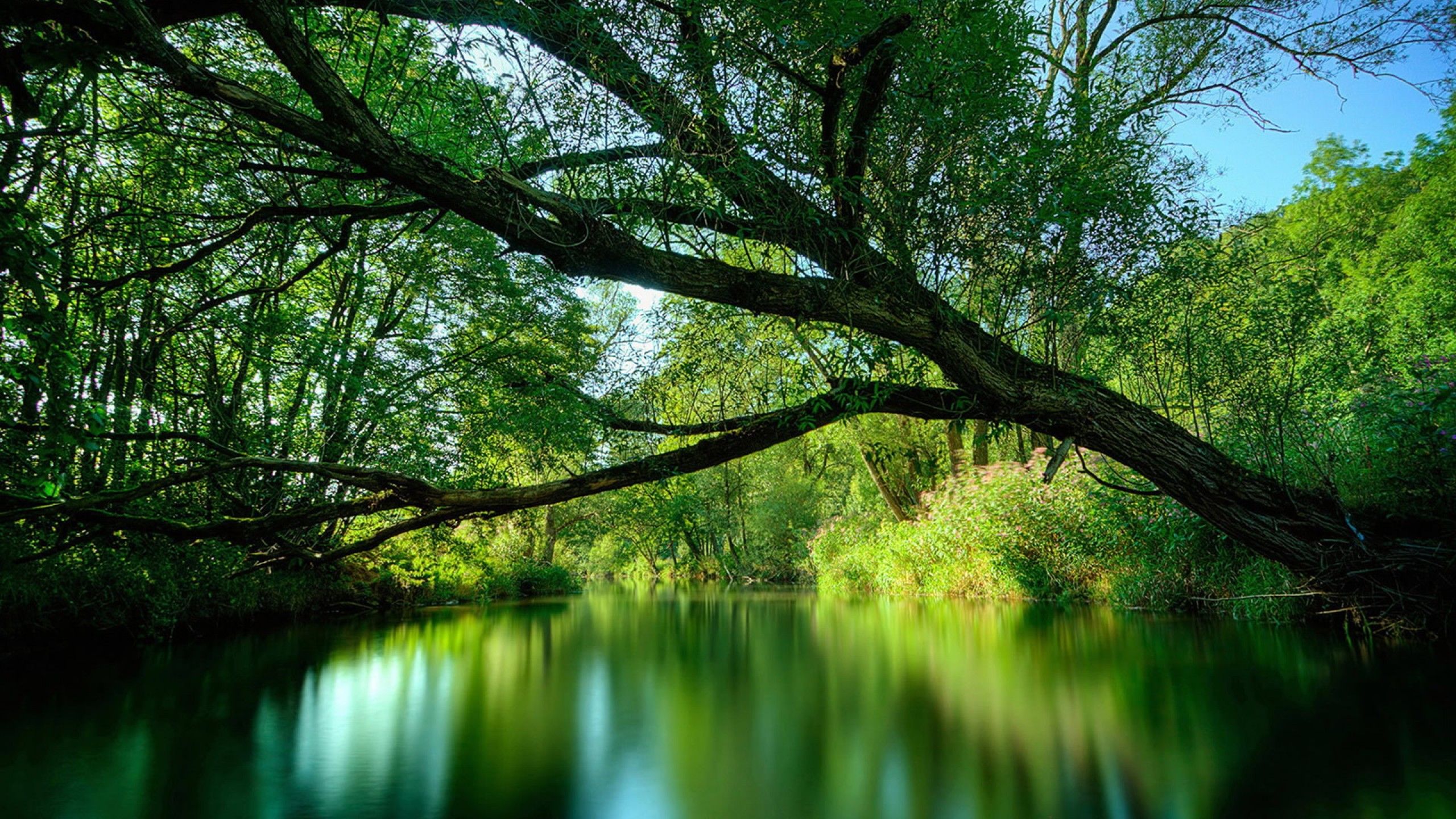 Amazon Rainforest Wallpaper For Mac