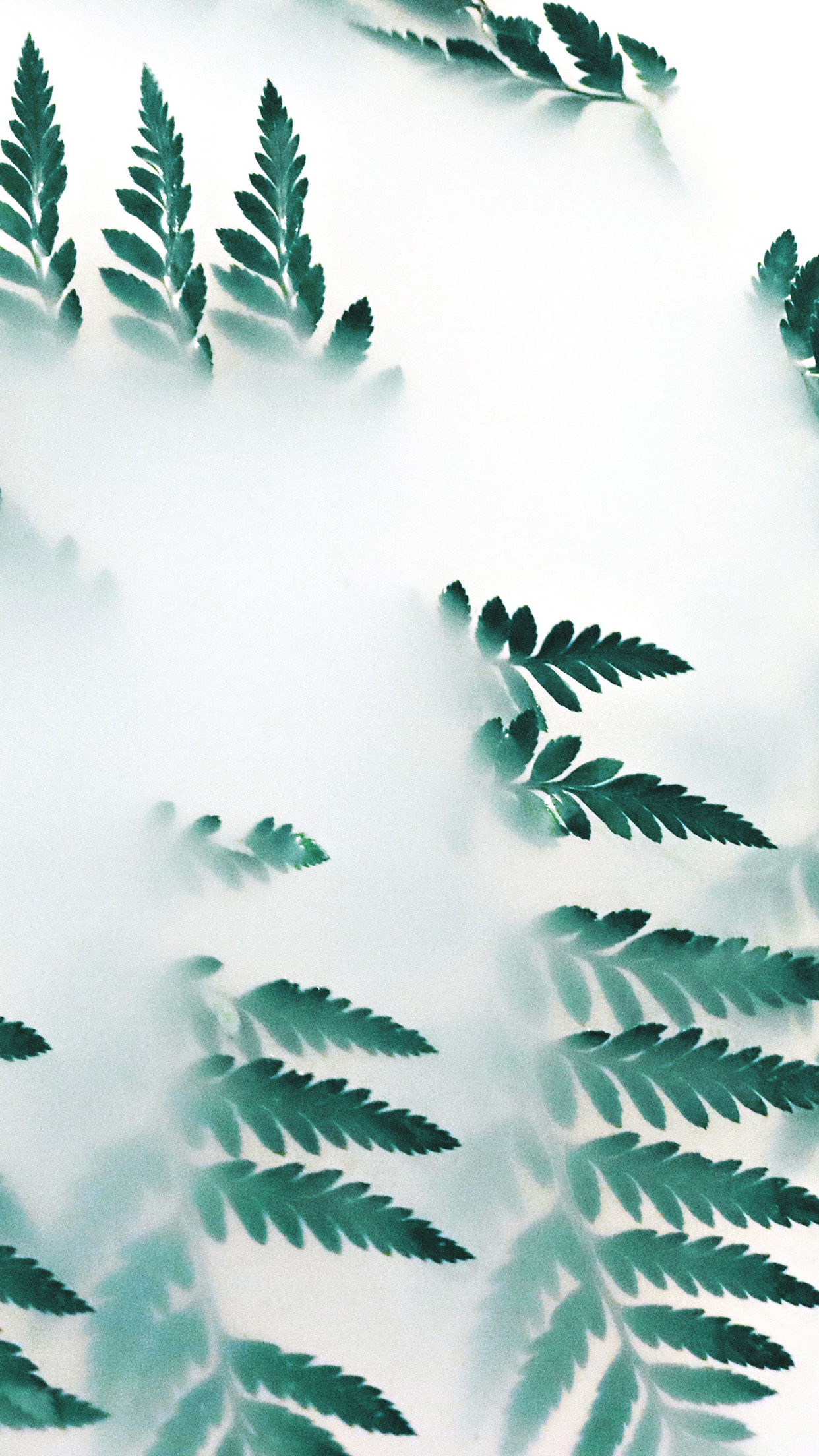 wallpaper. nature leaf green fog