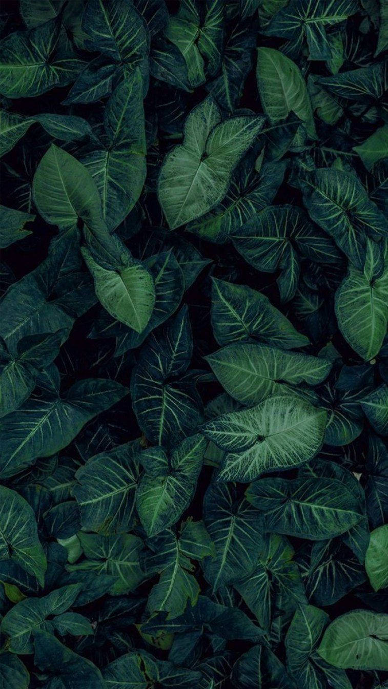 Dark Aesthetic Leaves iPhone Wallpaper