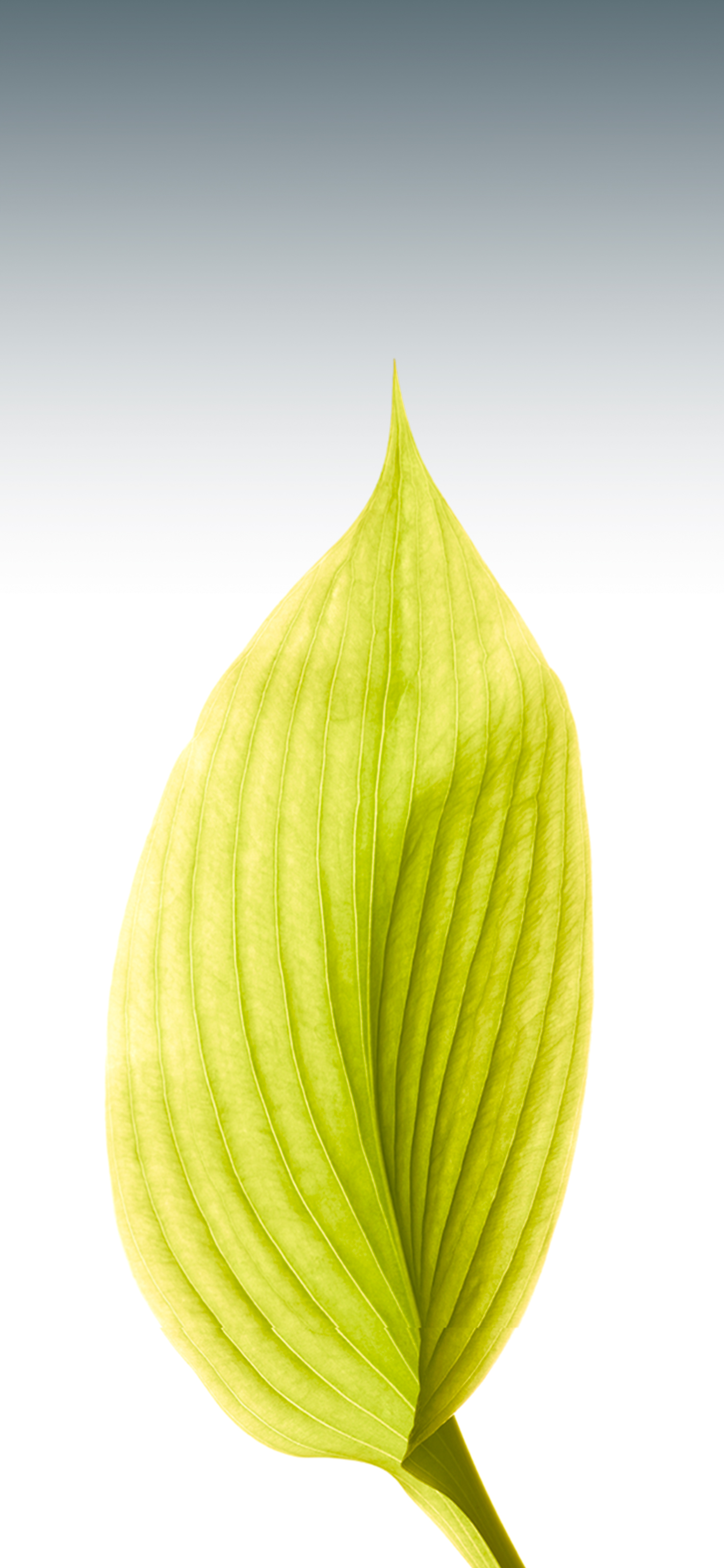 Nostalgic Apple iOS 8 Leaf Wallpaper