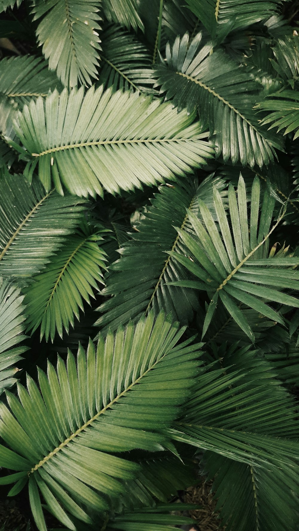 Palm leaves photo