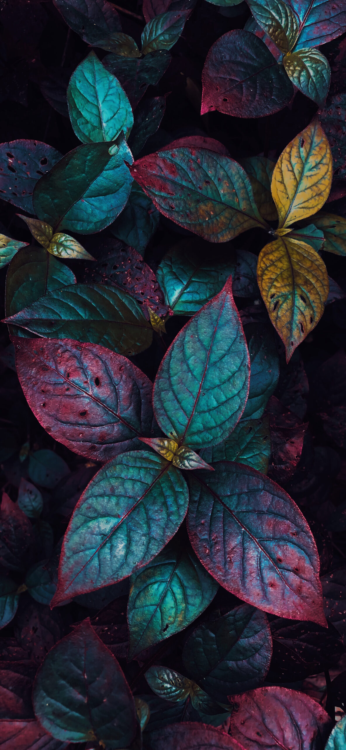 Leaves Wallpaper for iPhone 11, Pro Max
