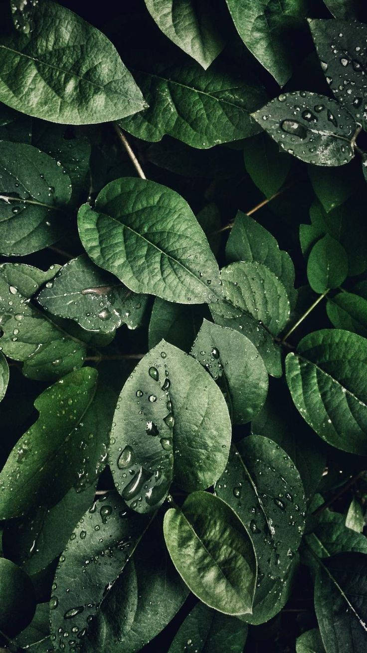 Leaves iPhone Wallpaper