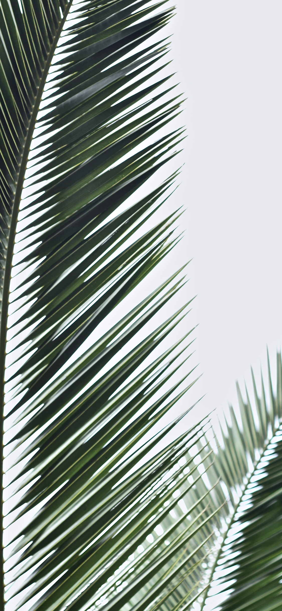 Nature Leaf Flower Green