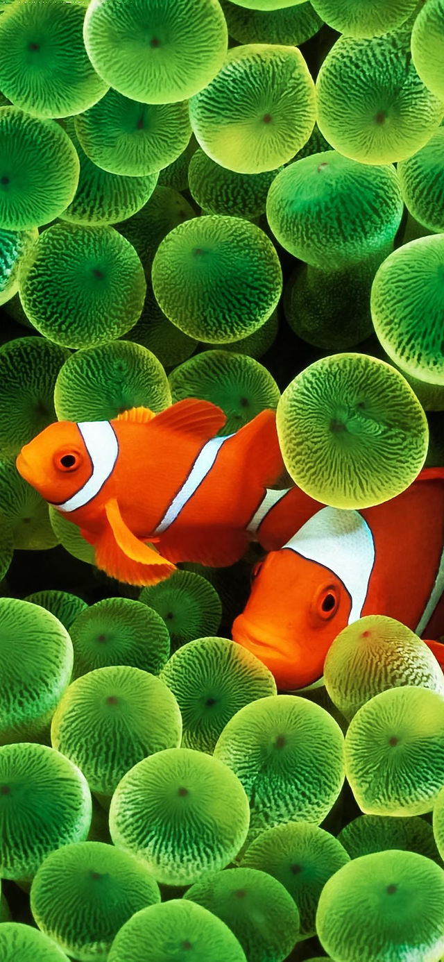 Classic iPhone Wallpaper