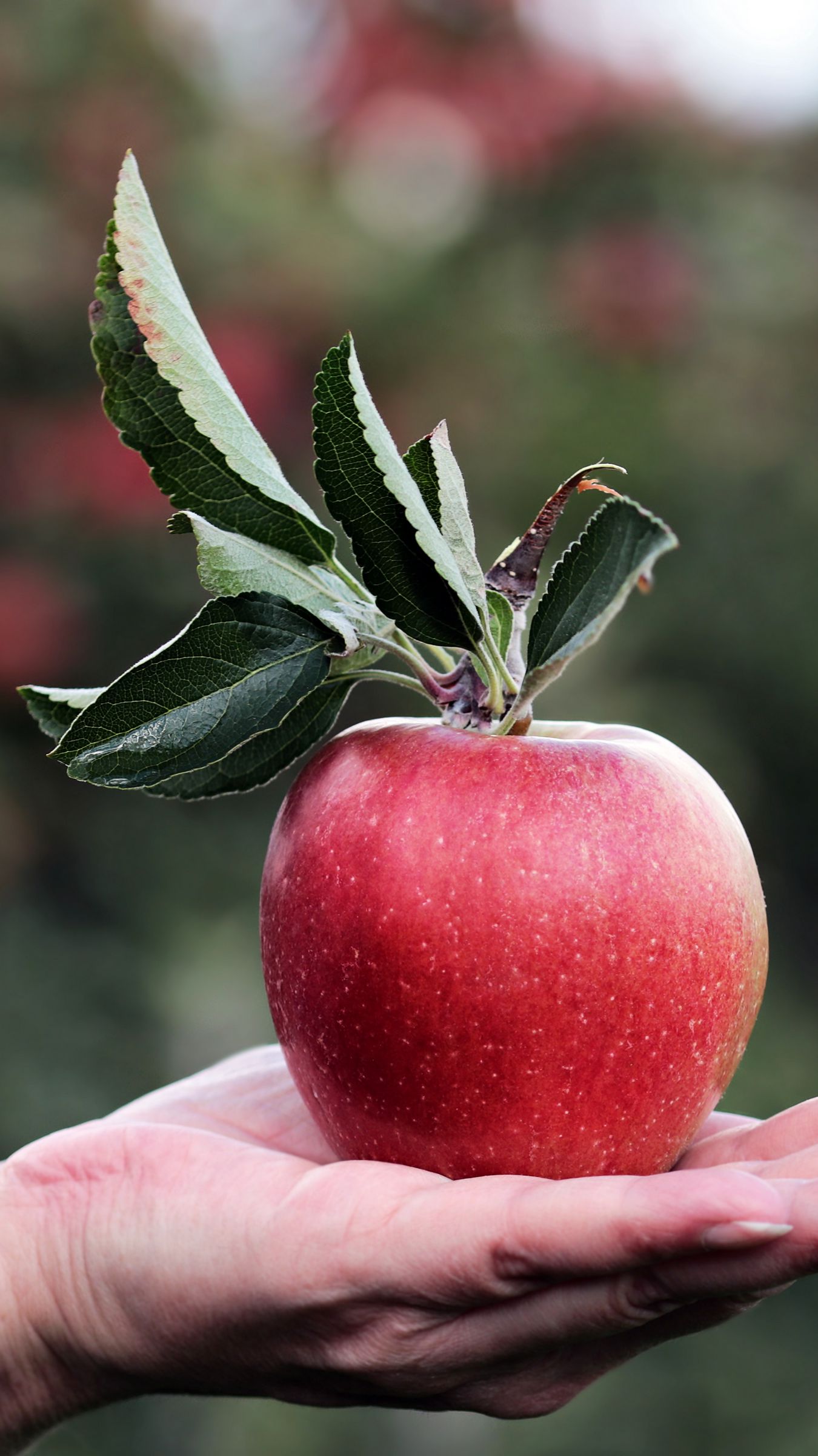 Download wallpaper 1350x2400 apple